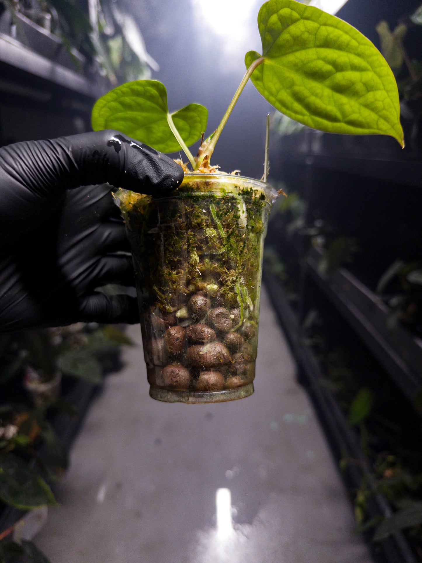 Anthurium forgetii x luxurians