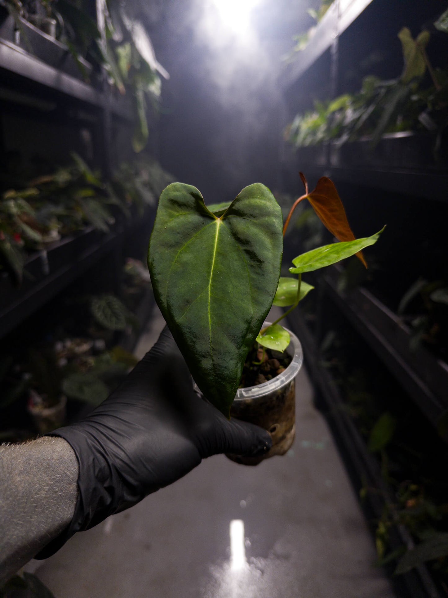 Anthurium papillilaminum hybrid x sp. nov DF
