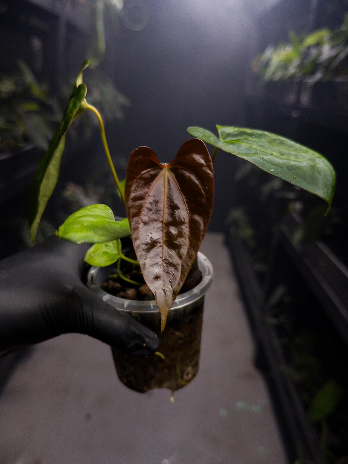 Anthurium papillilaminum hybrid x sp. nov DF