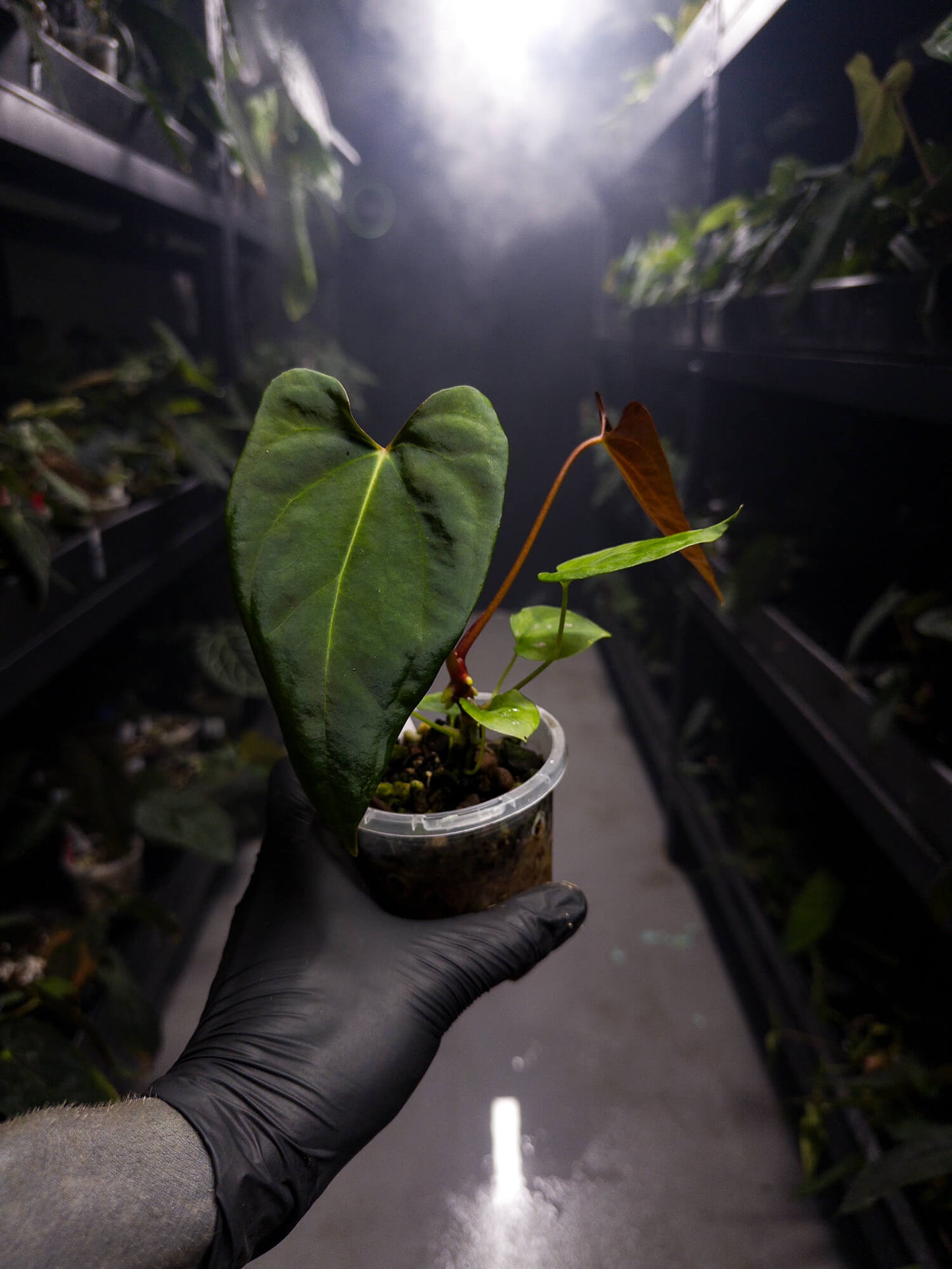 Anthurium papillilaminum hybrid x sp. nov DF