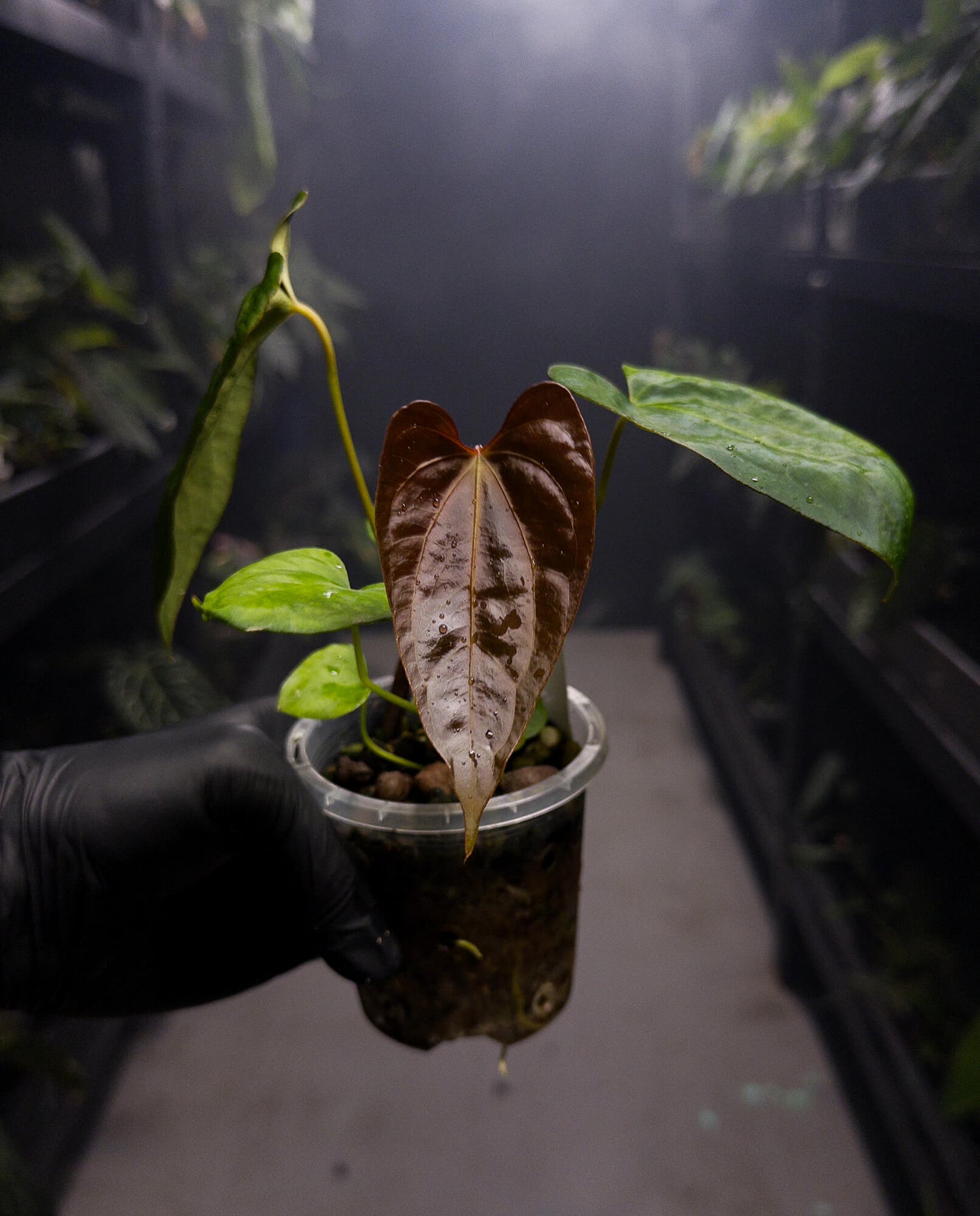 Anthurium papillilaminum hybrid x sp. nov DF