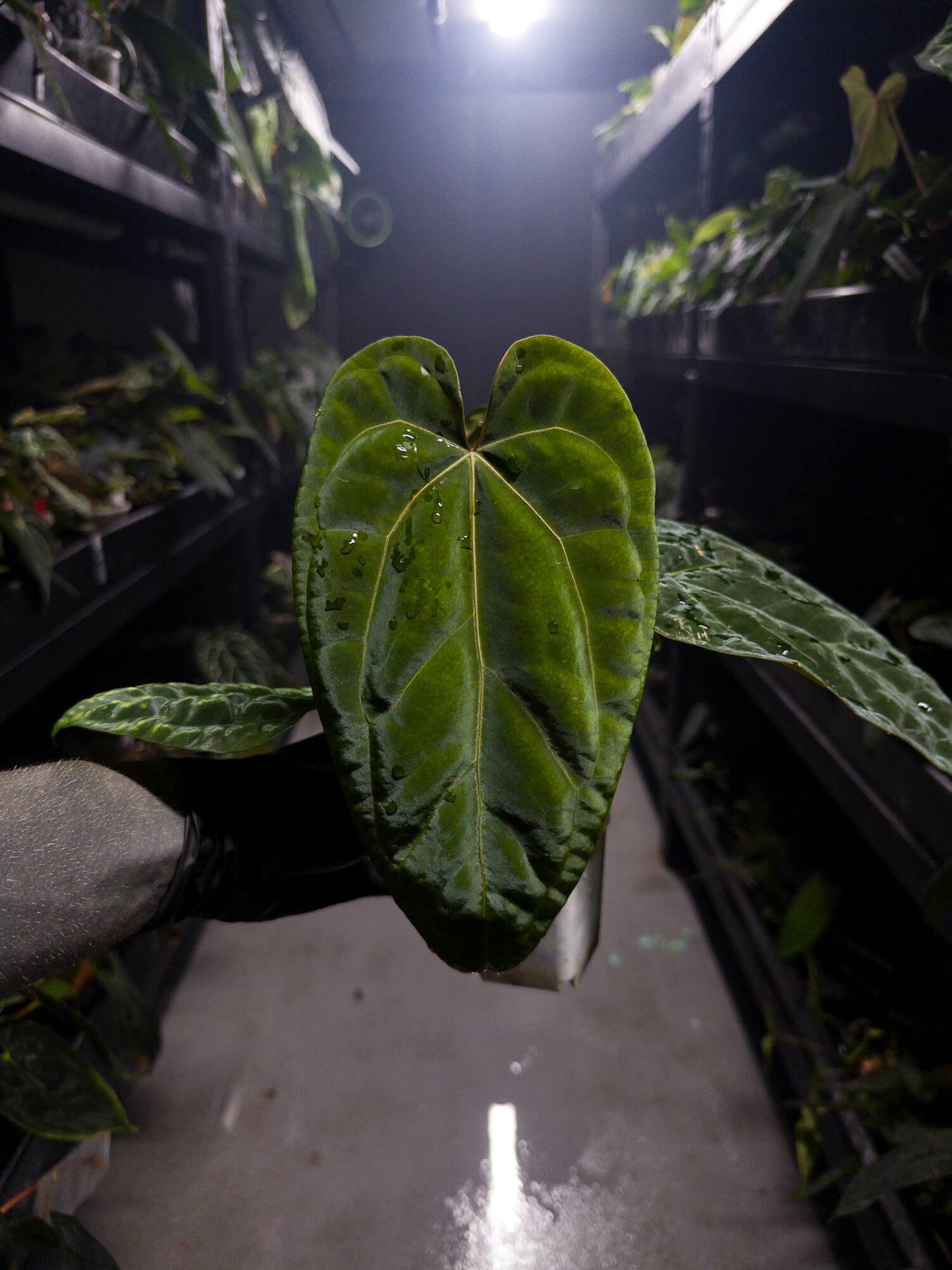 Anthurium 'Red Crystal' x papillilaminum 'Red abaxial'