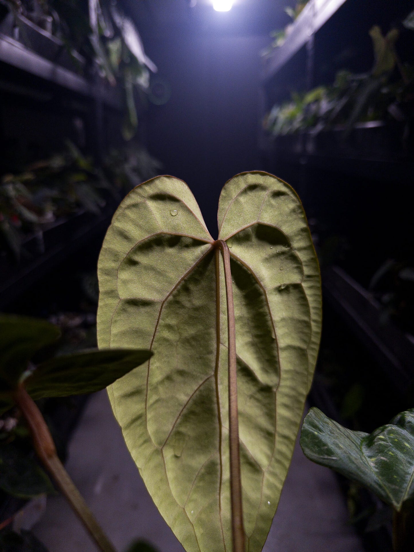 Anthurium 'Red Crystal' x papillilaminum 'Red abaxial'