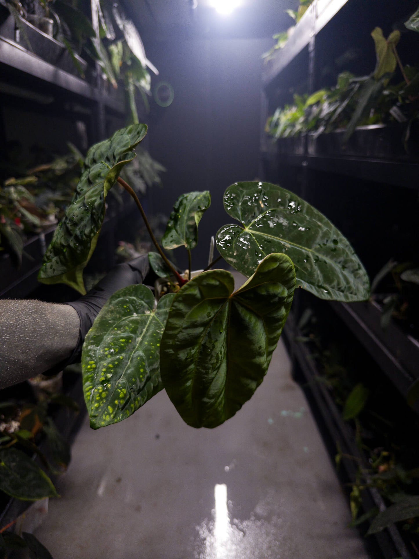 Anthurium 'Red Crystal' x papillilaminum 'Red abaxial'