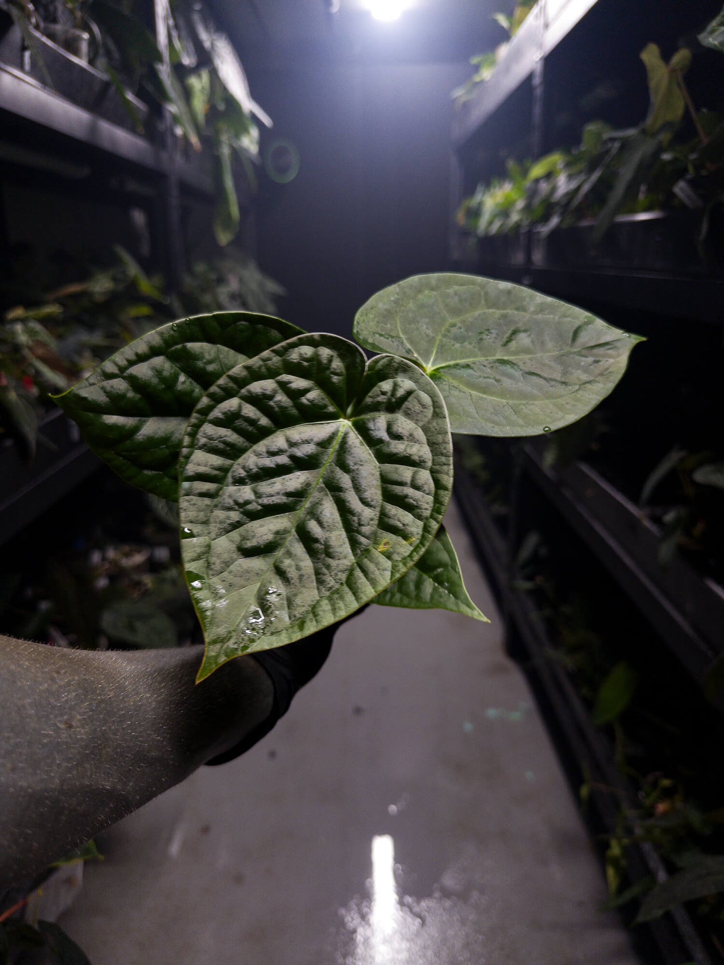 Anthurium 'Silver Blush' x luxurians
