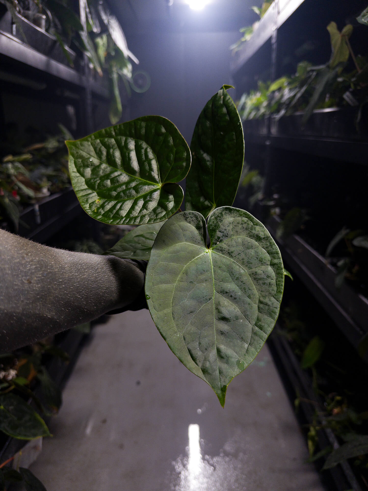 Anthurium 'Silver Blush' x luxurians