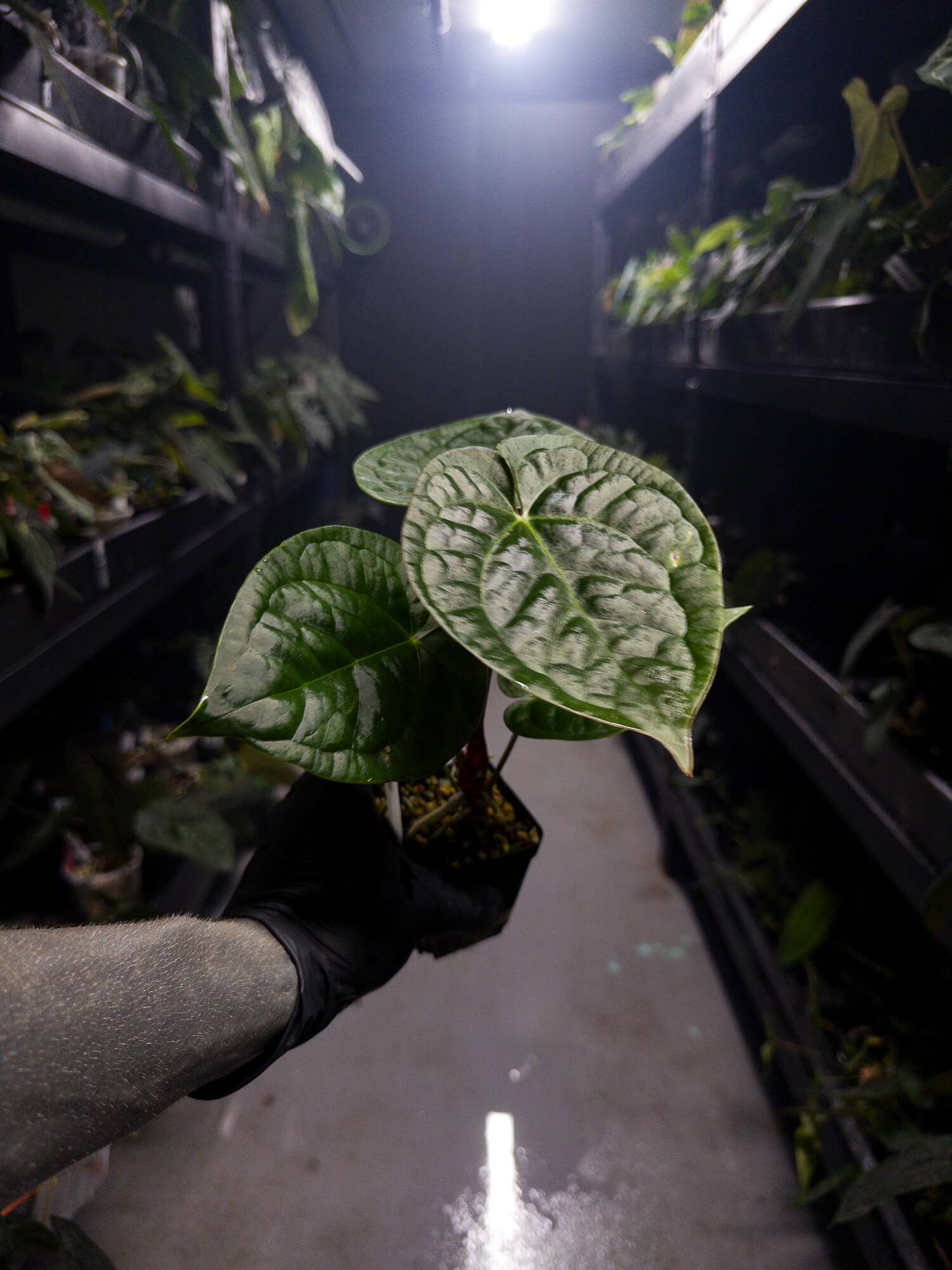 Anthurium 'Silver Blush' x luxurians
