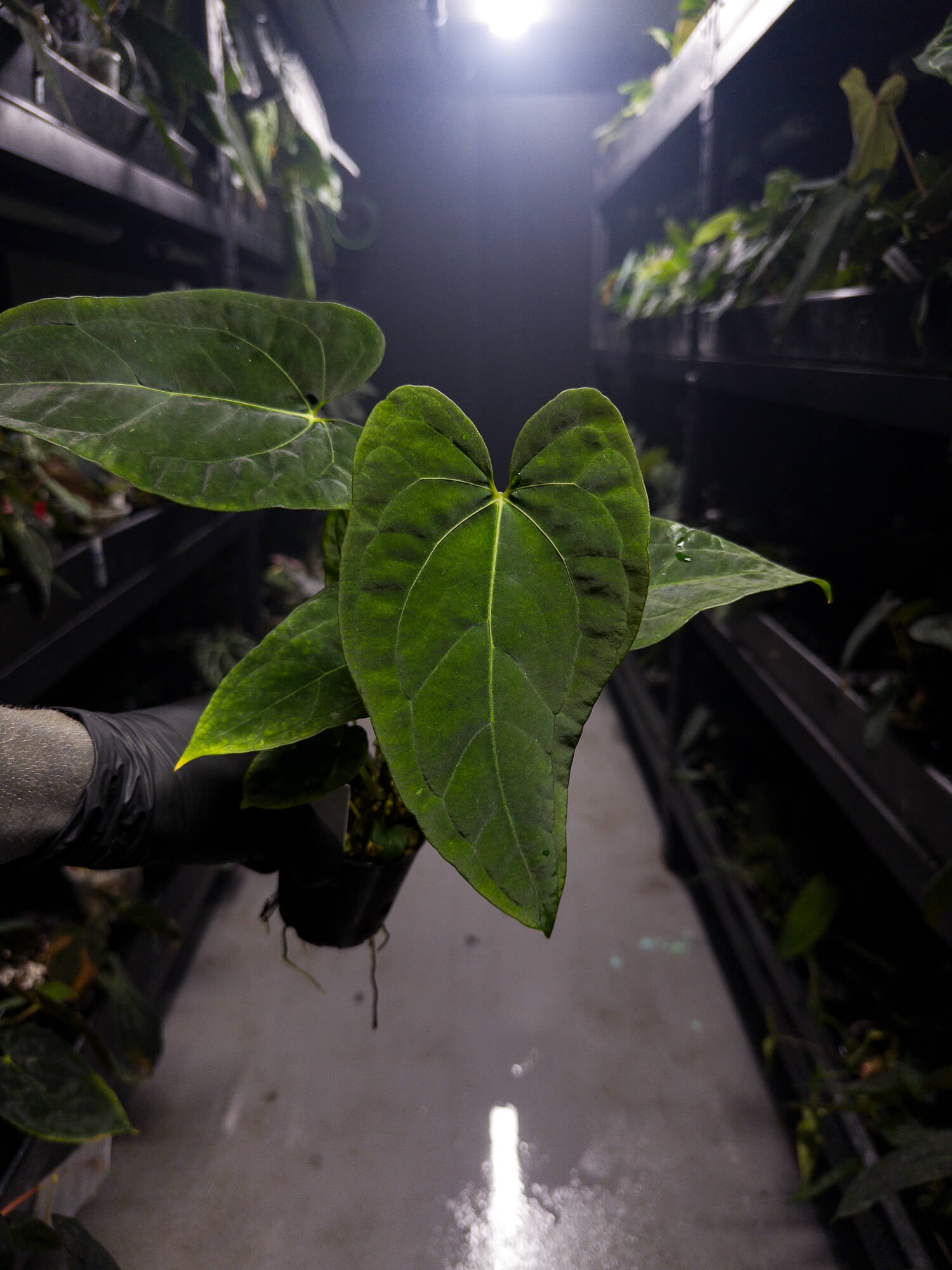 Anthurium #Onyx x (papillilaminum x dressleri)