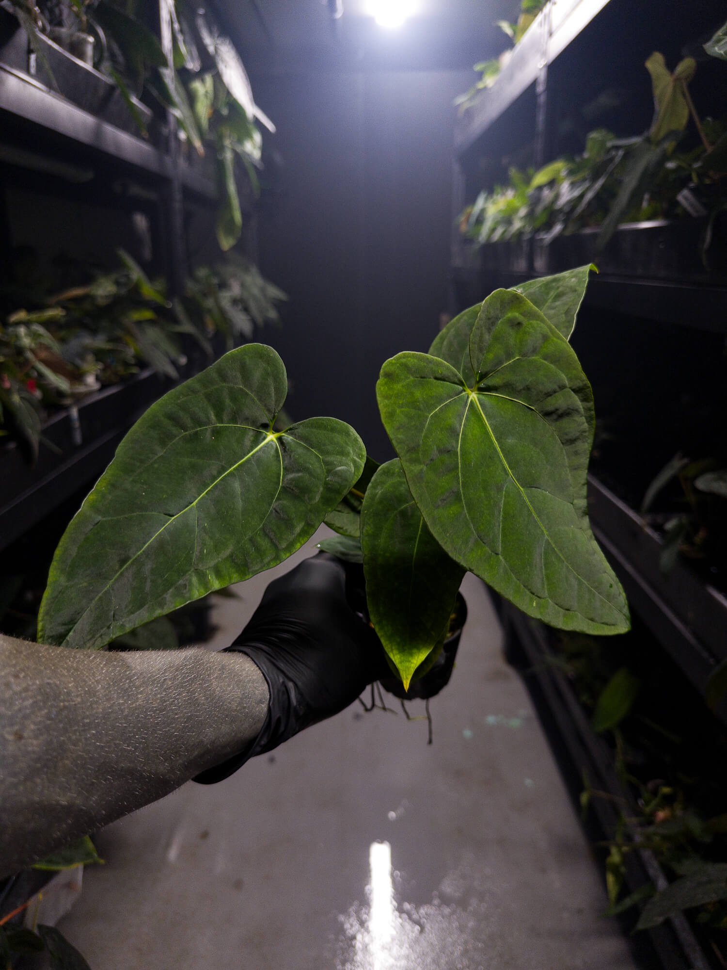 Anthurium #Onyx x (papillilaminum x dressleri)
