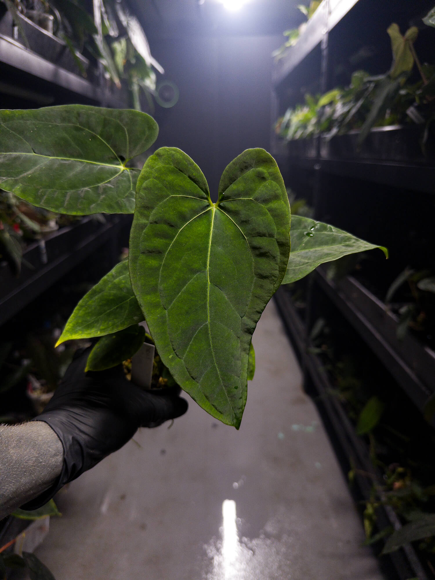 Anthurium #Onyx x (papillilaminum x dressleri)