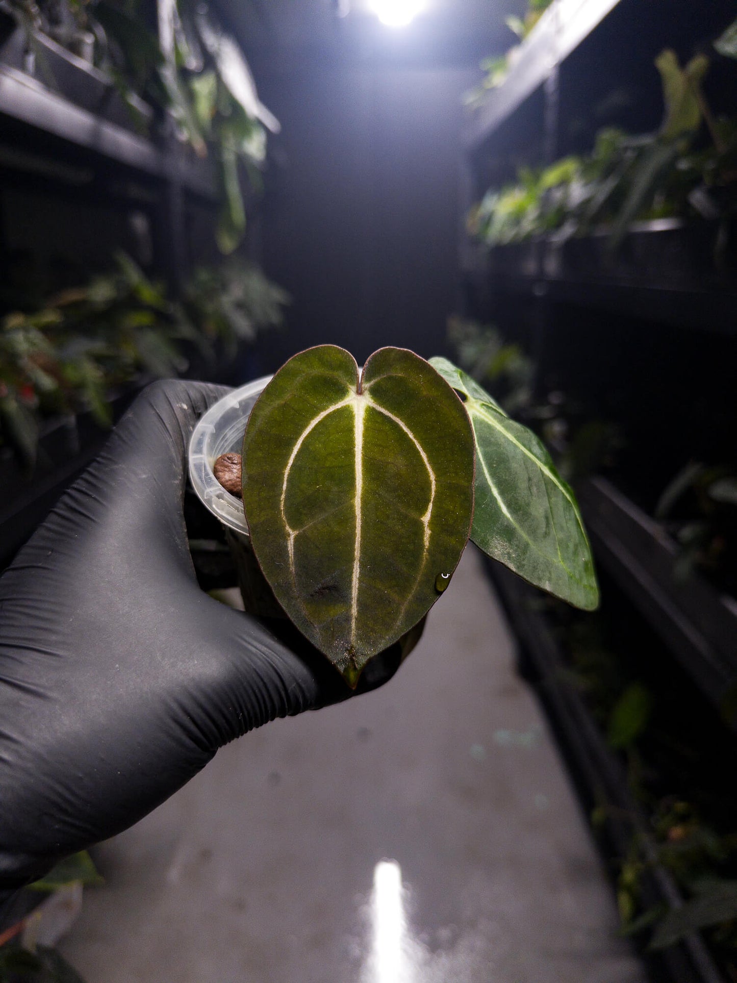 Anthurium carlablackiae
