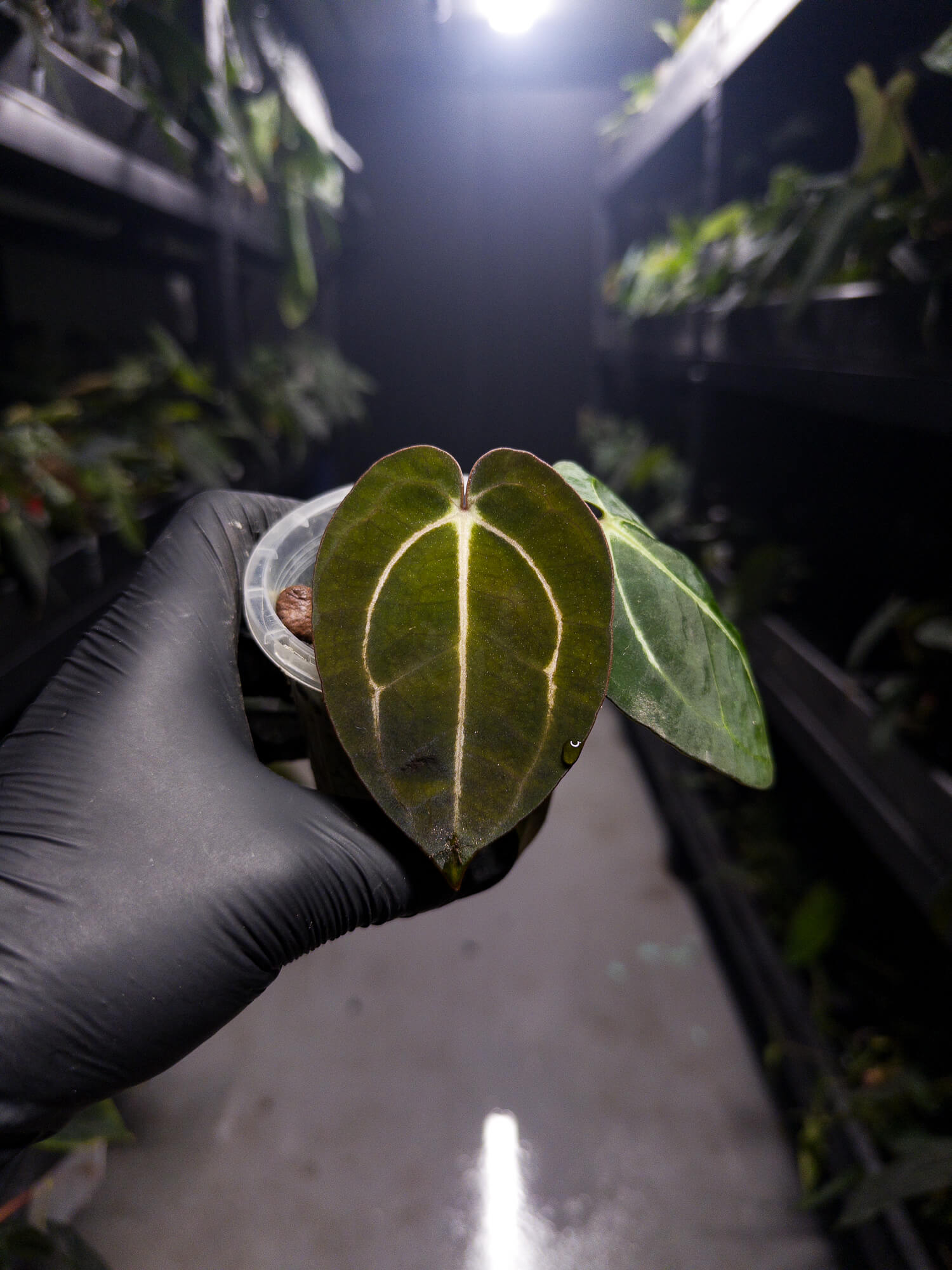 Anthurium carlablackiae