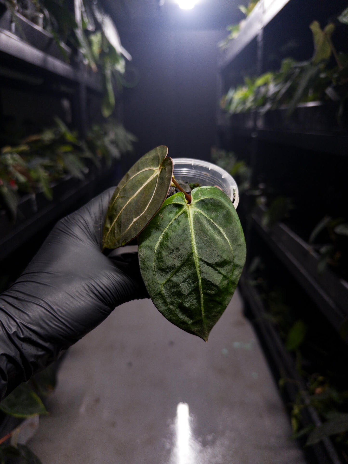 Anthurium carlablackiae