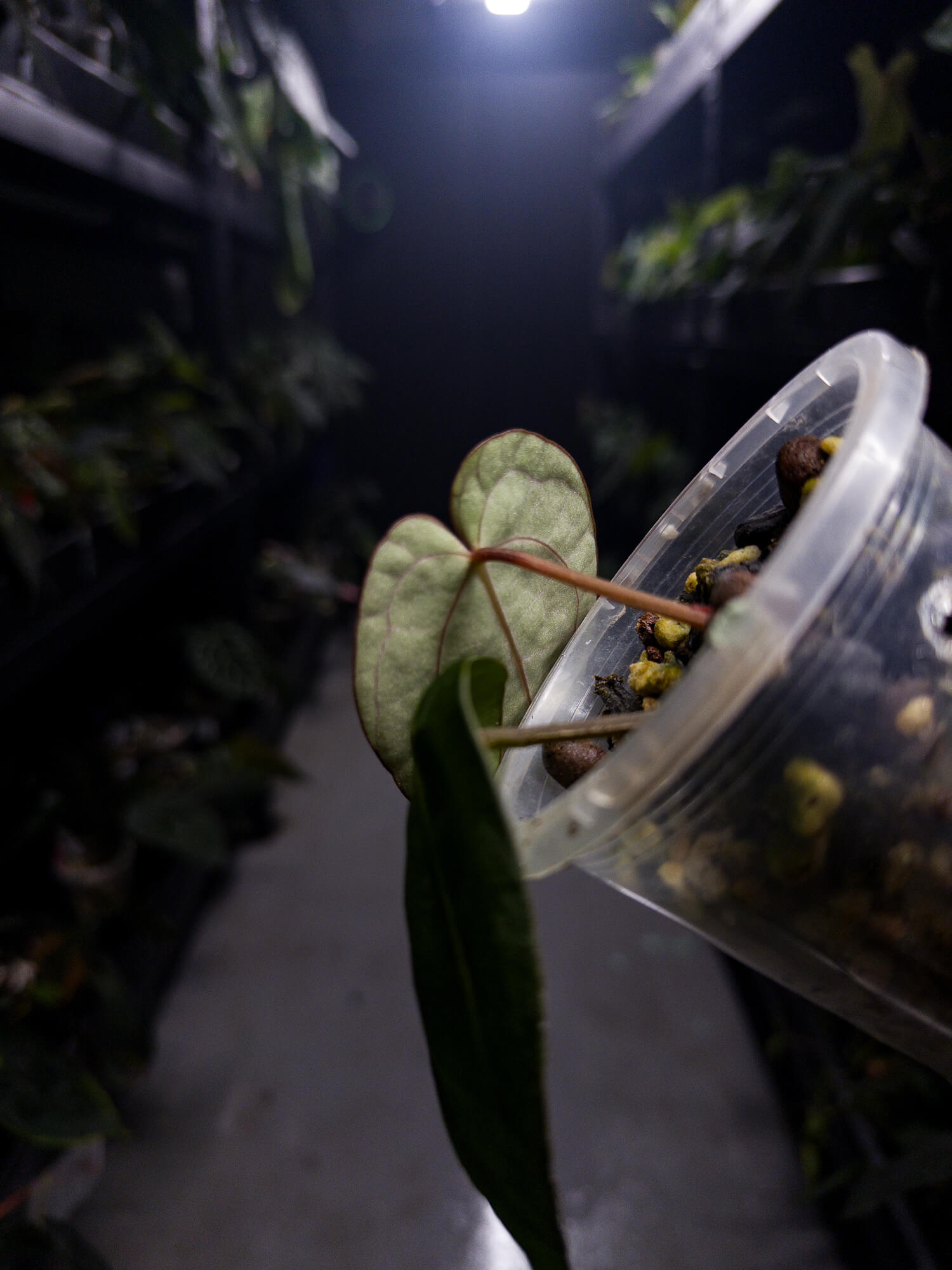 Anthurium carlablackiae