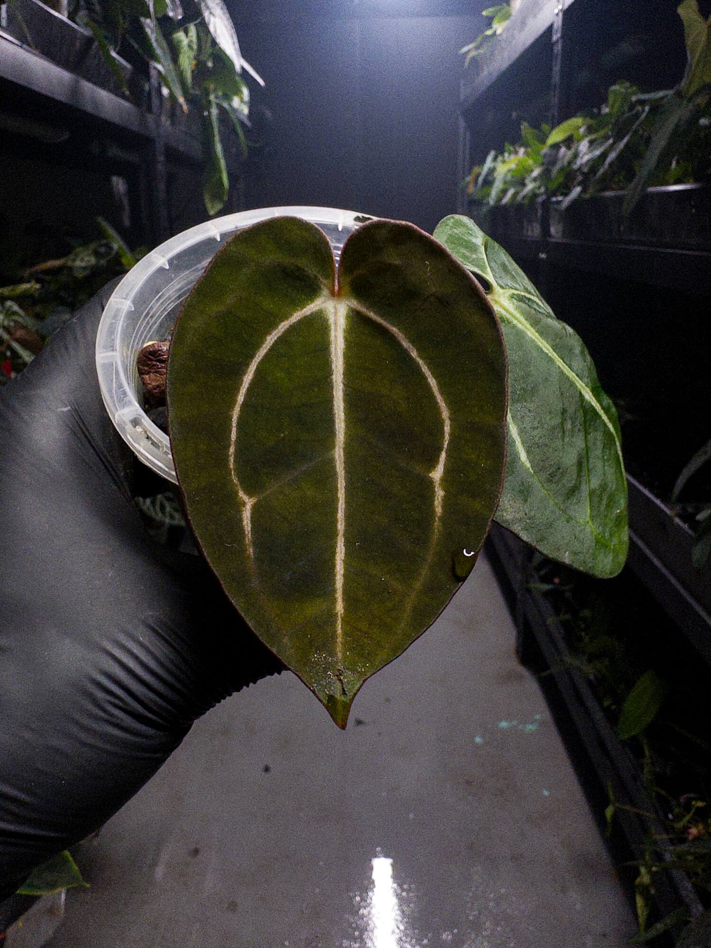 Anthurium carlablackiae