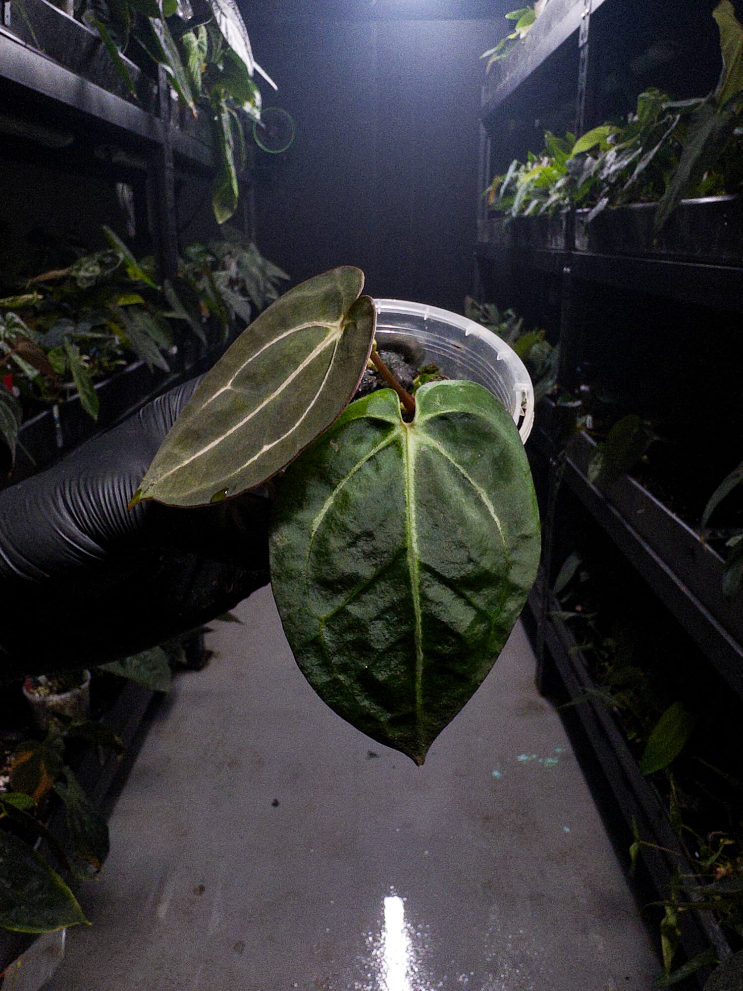 Anthurium carlablackiae