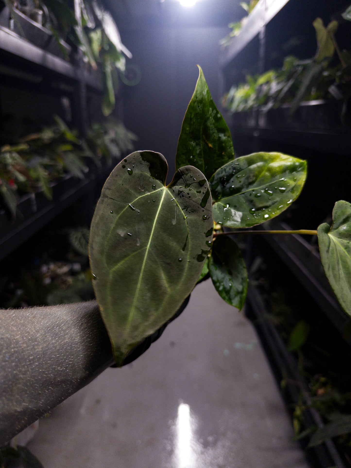 Anthurium #DarkMalice • ('Midnight Velvet' x crystallinum) x 'Besseae aff'
