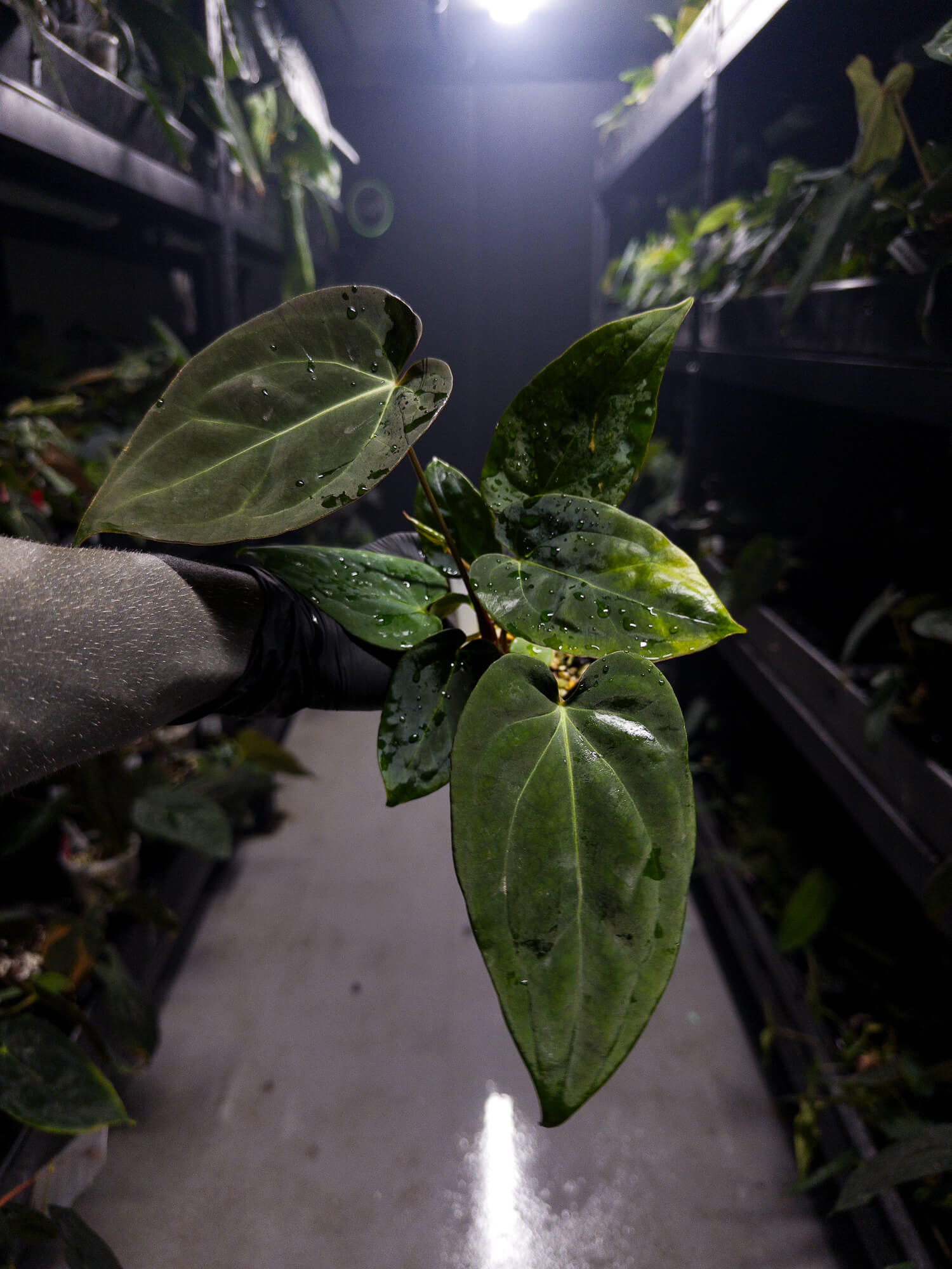 Anthurium #DarkMalice • ('Midnight Velvet' x crystallinum) x 'Besseae aff'