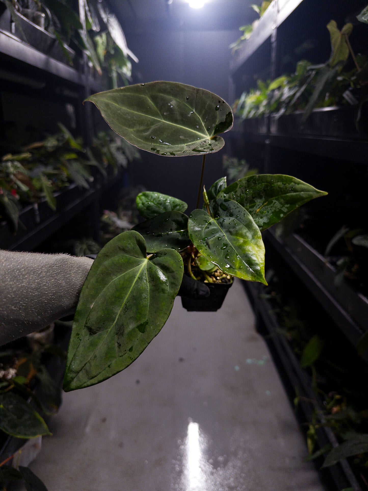 Anthurium #DarkMalice • ('Midnight Velvet' x crystallinum) x 'Besseae aff'