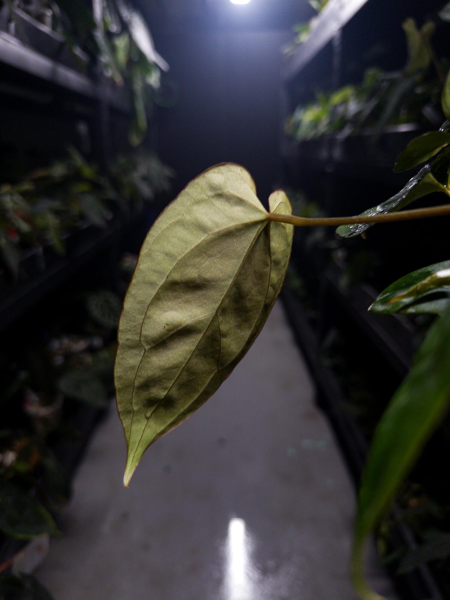 Anthurium #DarkMalice • ('Midnight Velvet' x crystallinum) x 'Besseae aff'