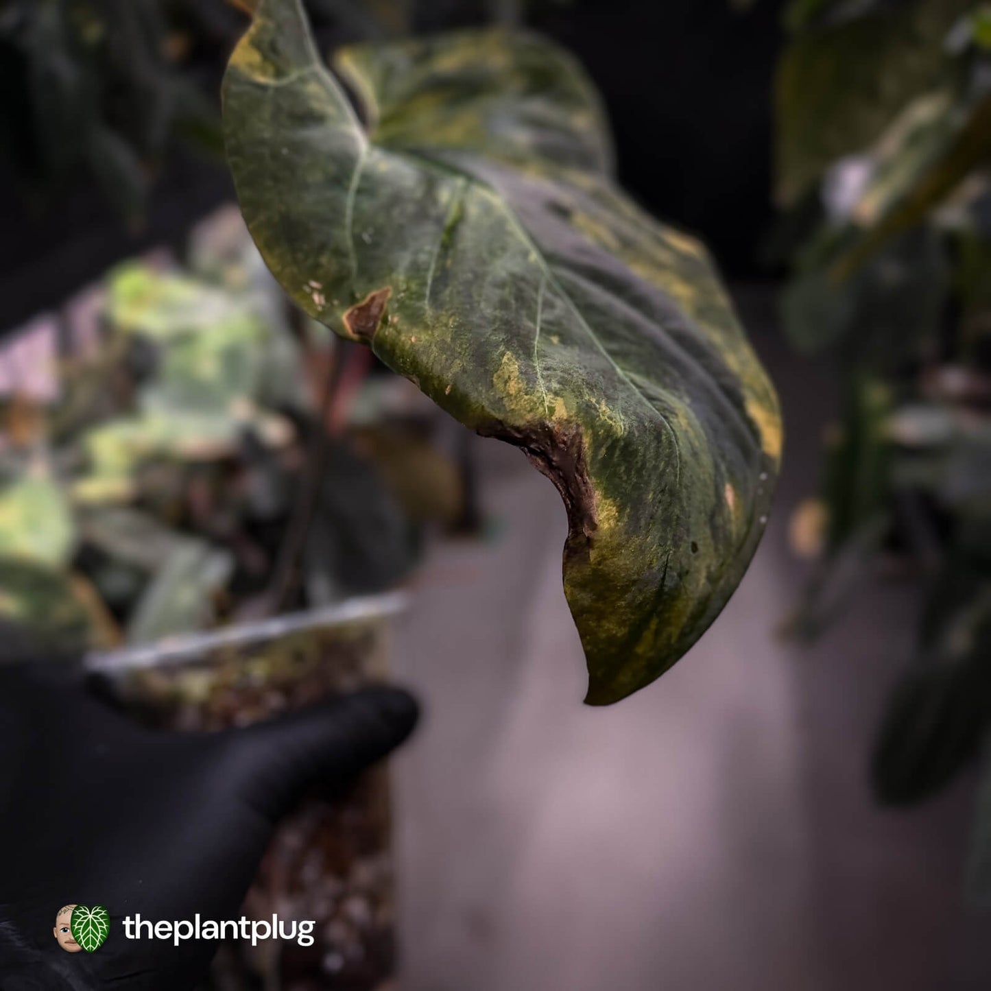 Anthurium forgetii x papillilaminum • orange variegated