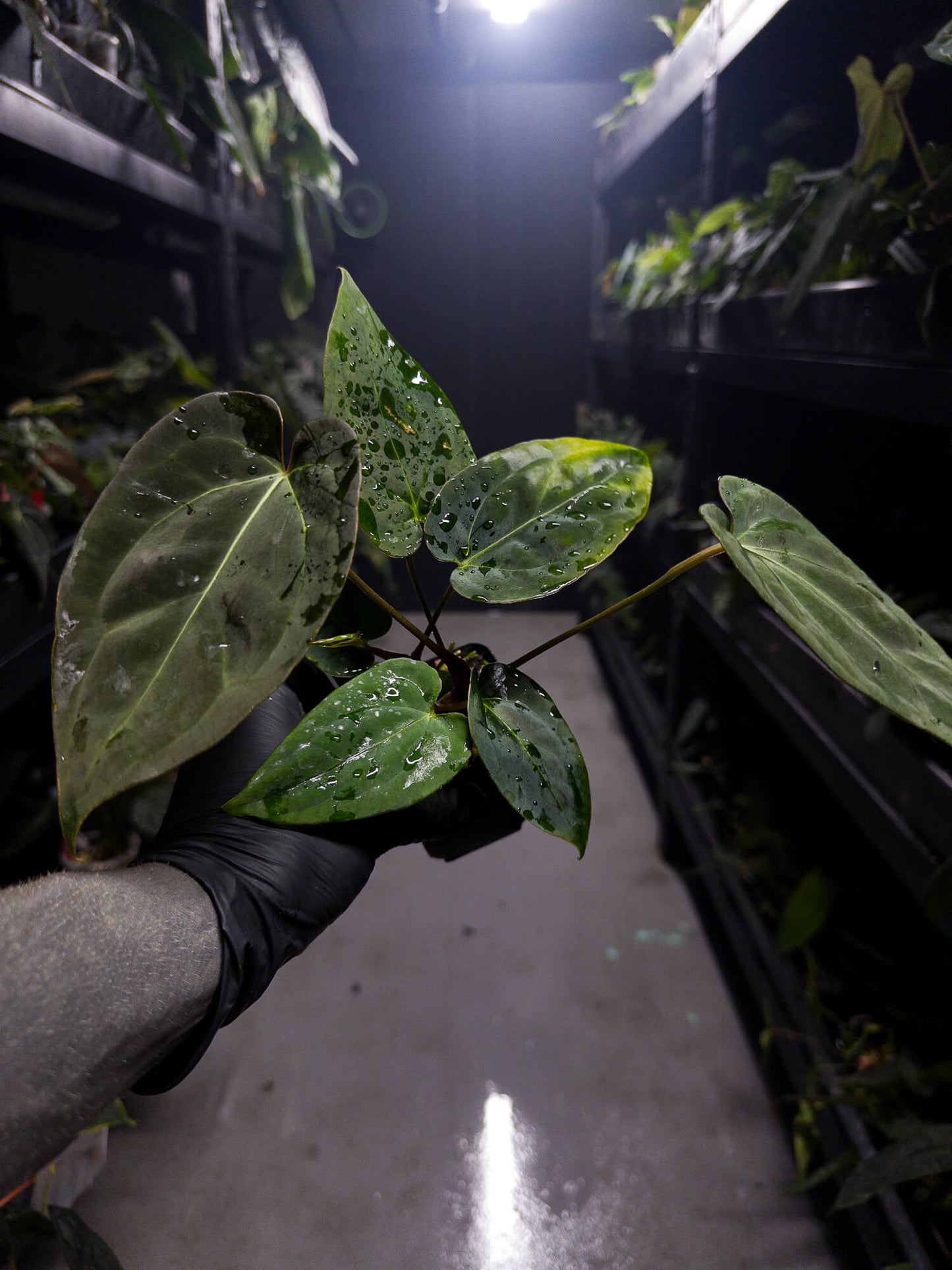 Anthurium #DarkMalice • ('Midnight Velvet' x crystallinum) x 'Besseae aff'