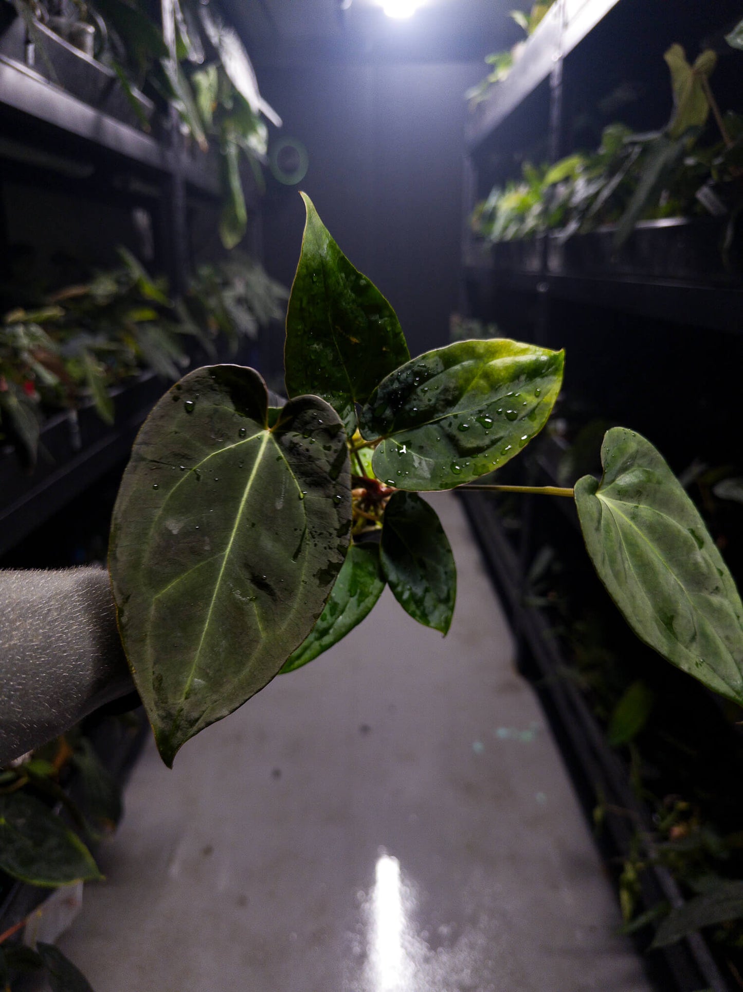 Anthurium #DarkMalice • ('Midnight Velvet' x crystallinum) x 'Besseae aff'