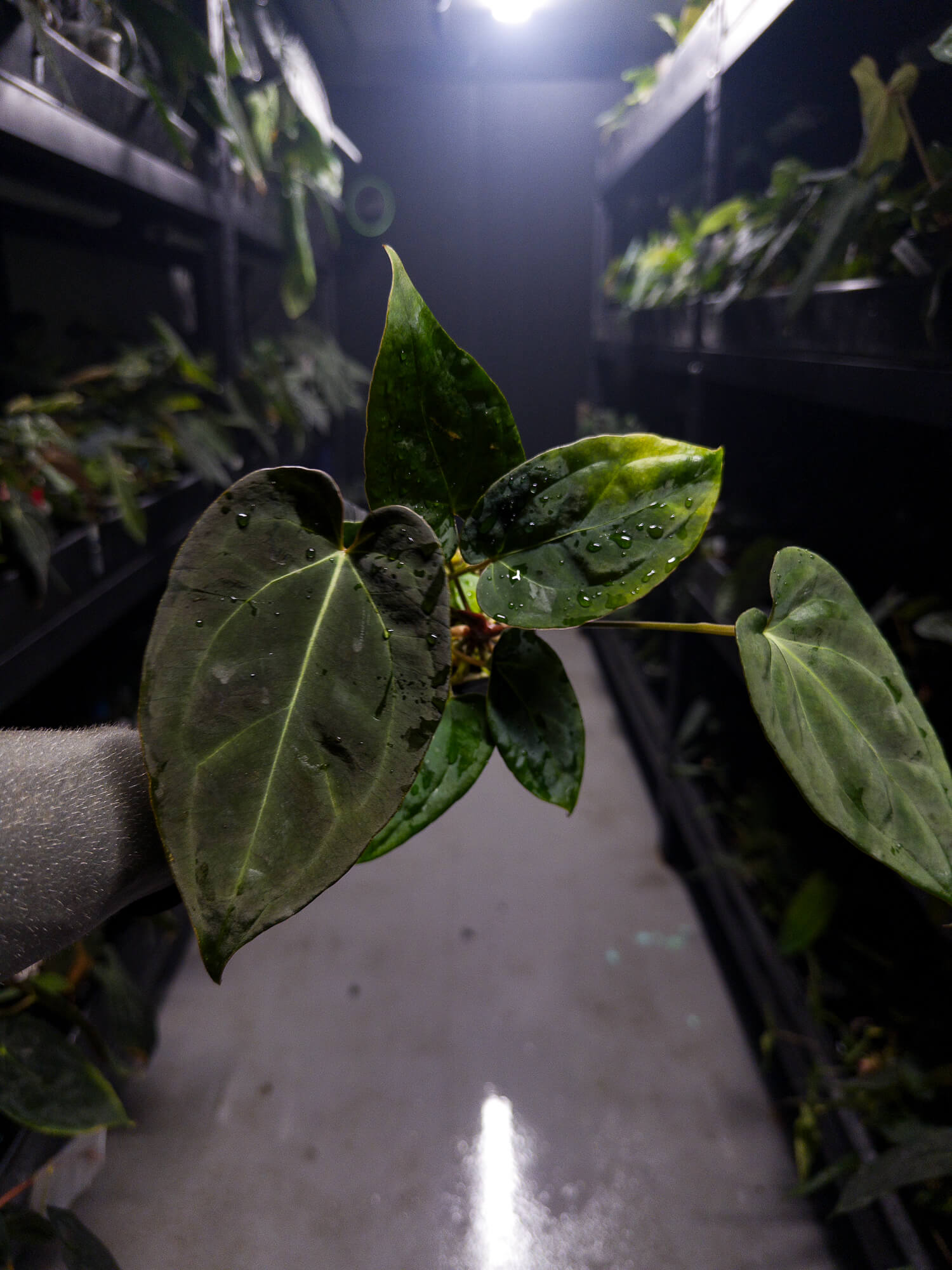 Anthurium #DarkMalice • ('Midnight Velvet' x crystallinum) x 'Besseae aff'