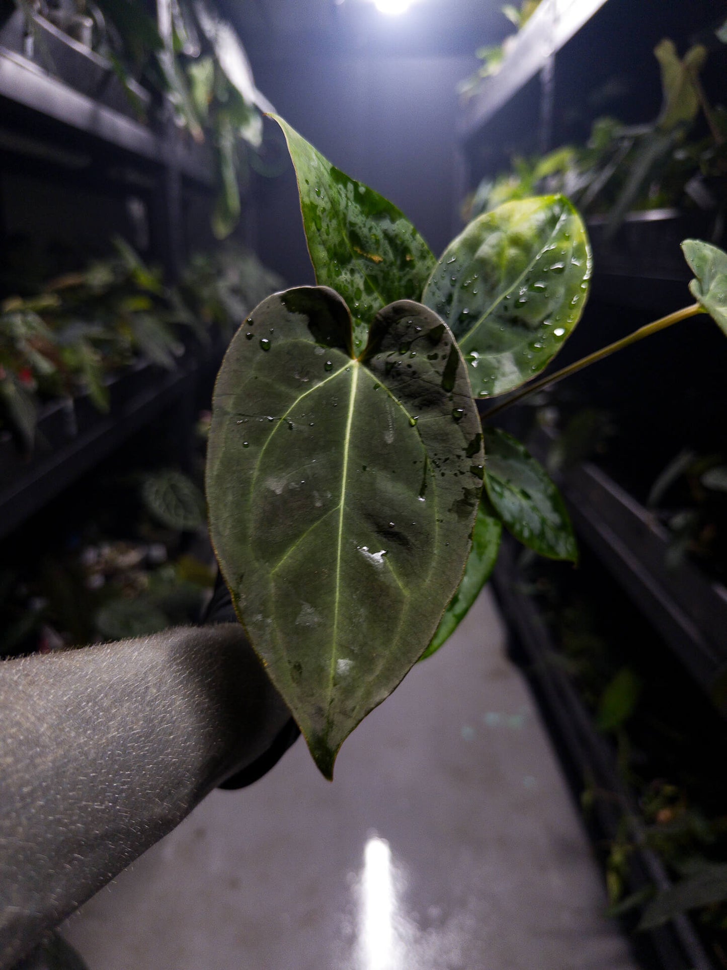Anthurium #DarkMalice • ('Midnight Velvet' x crystallinum) x 'Besseae aff'