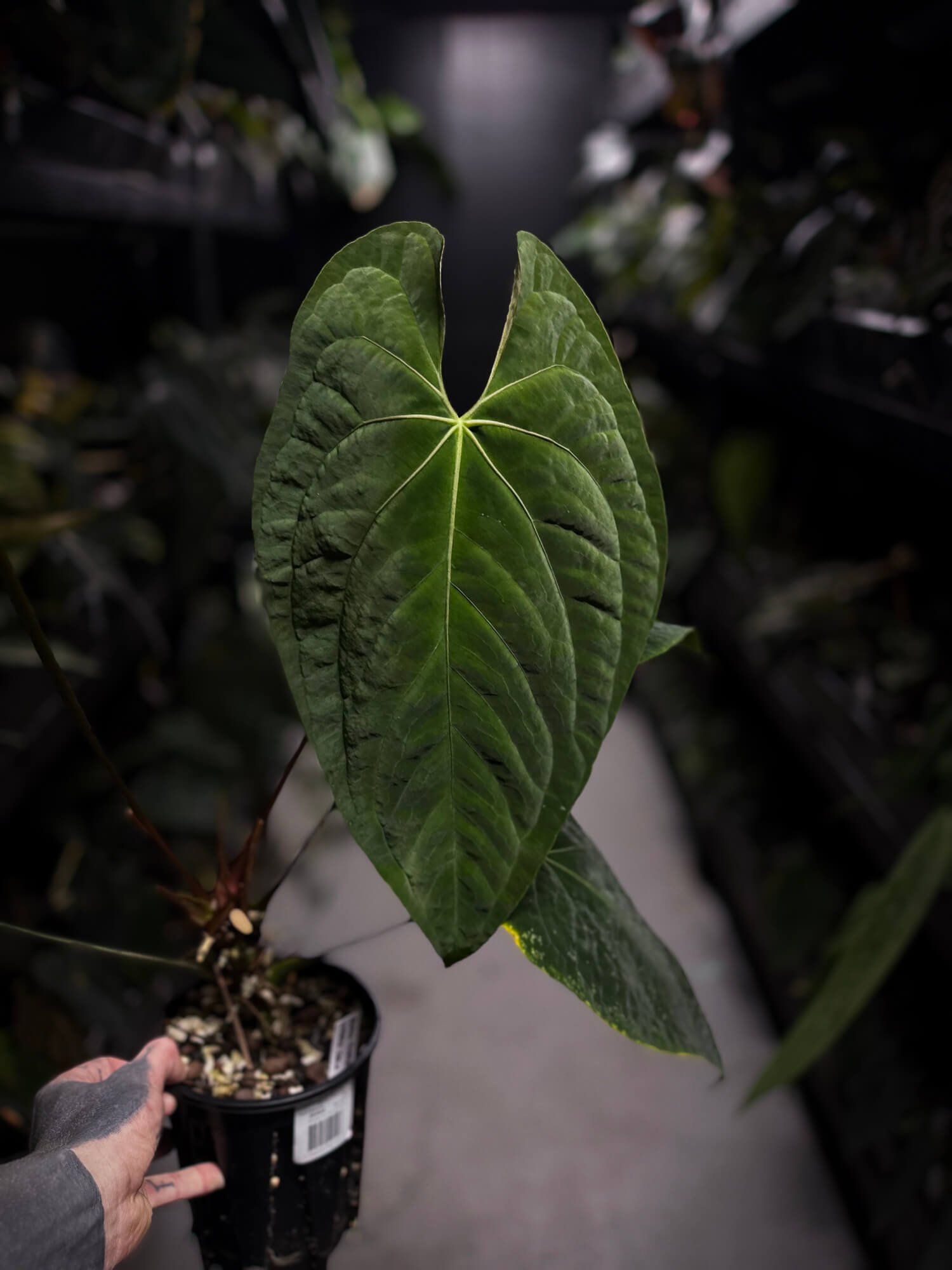 Anthurium #BlackCherry x self? • XXL plant