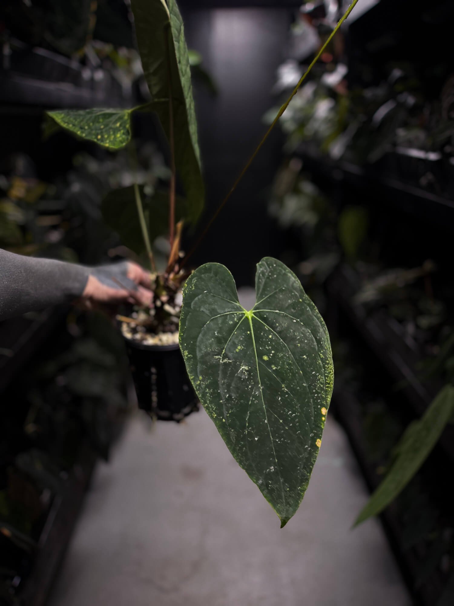 Anthurium #BlackCherry x self? • XXL plant