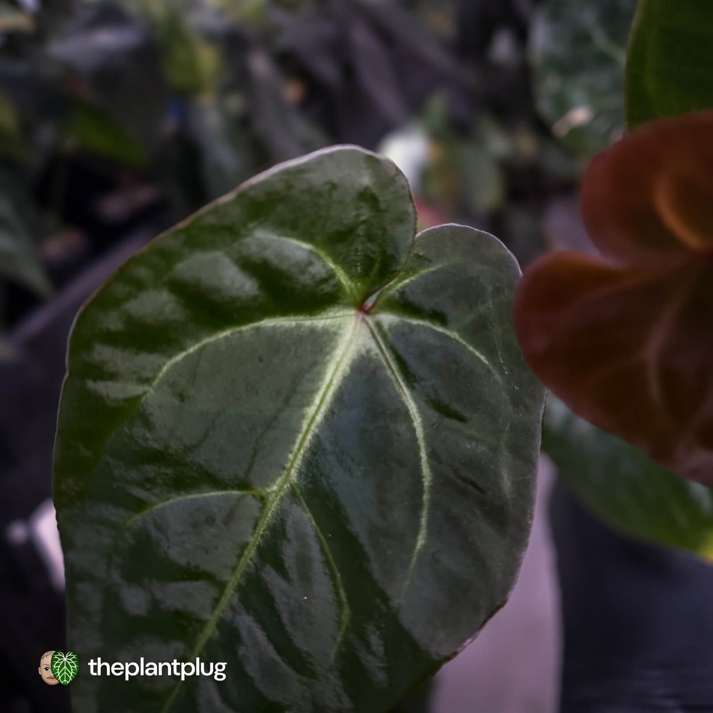 Anthurium #PurplePeopleEater '2' • select holdback