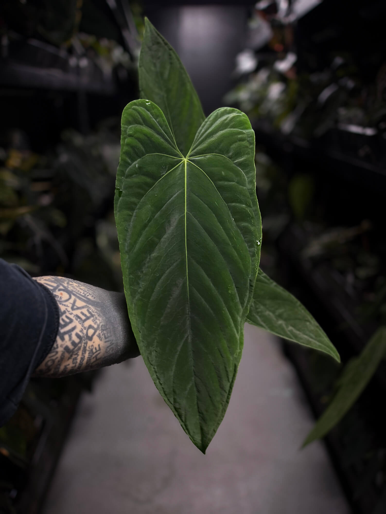 'Midnight Velvet' x panamense • XL plant
