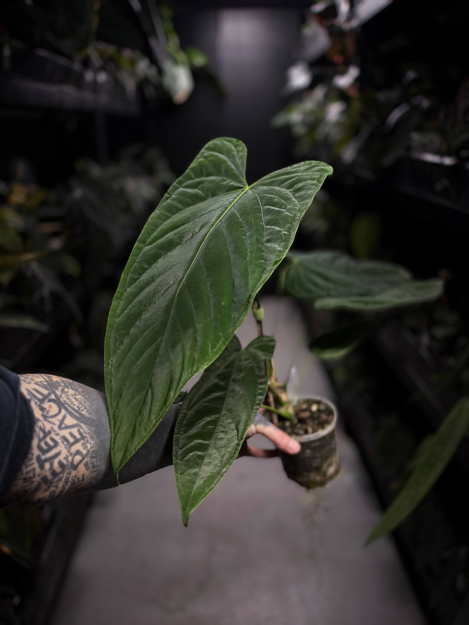 'Midnight Velvet' x panamense • XL plant