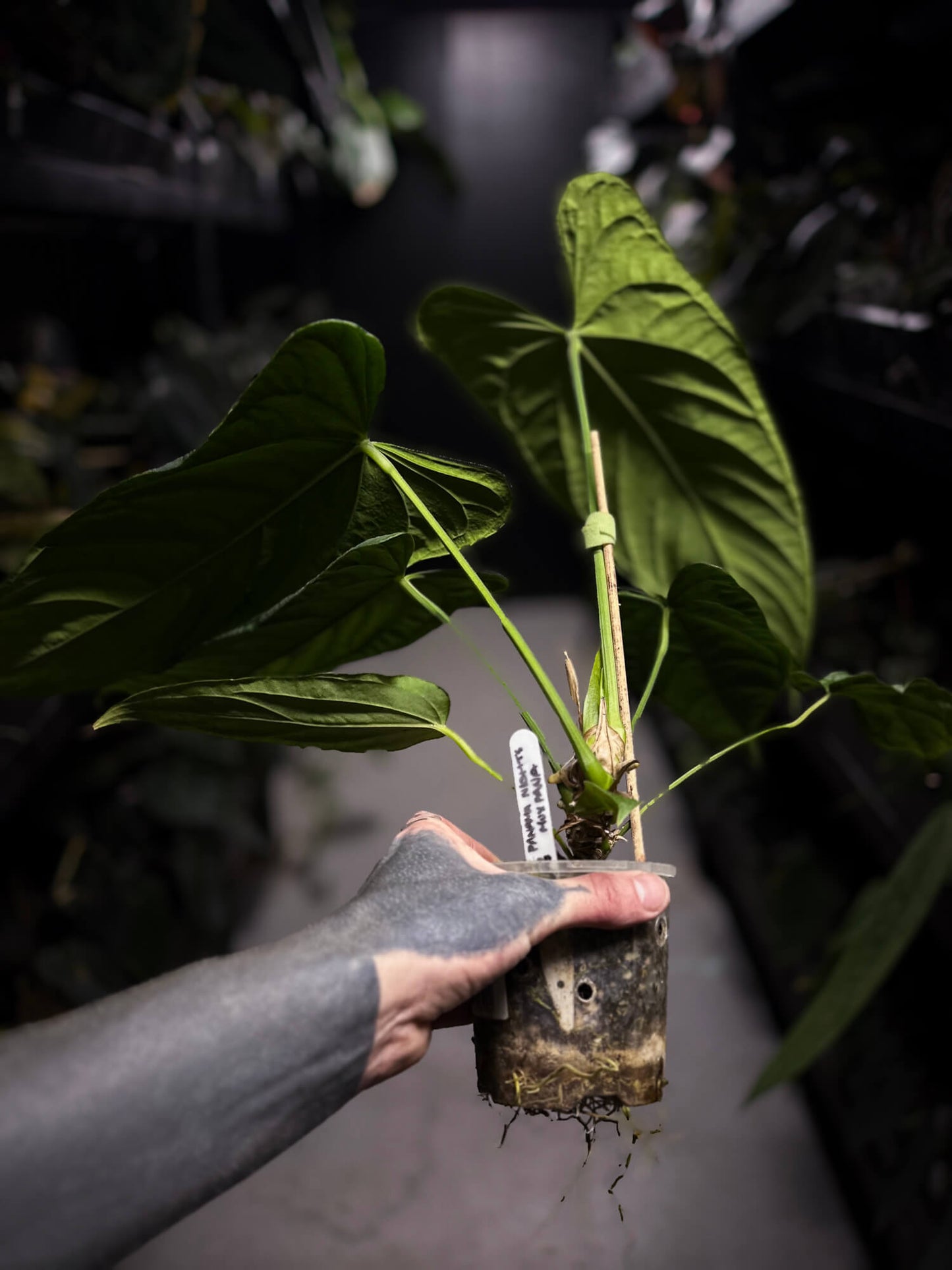 'Midnight Velvet' x panamense • XL plant