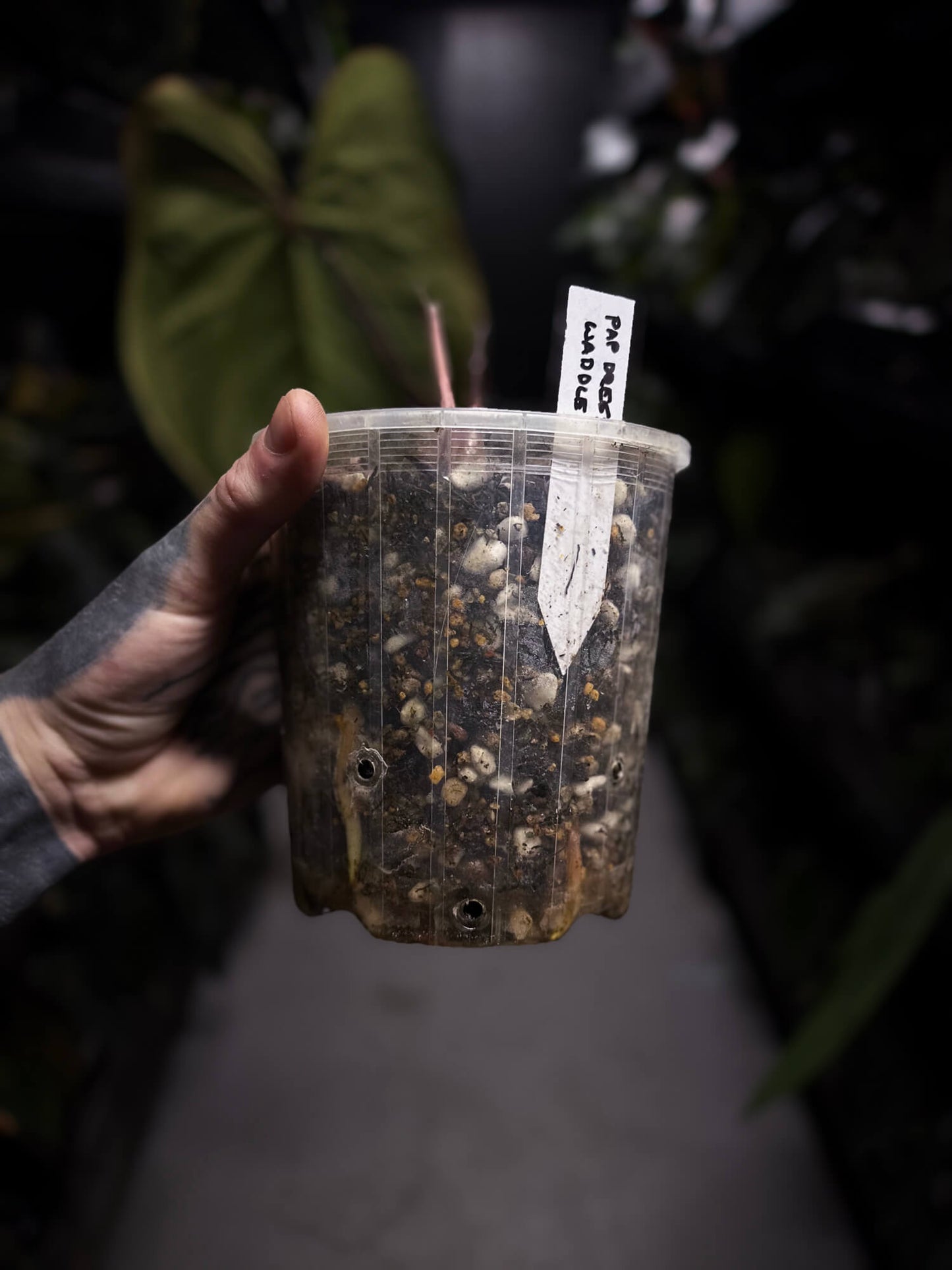 Anthurium #VolcanicAsh • XL plant