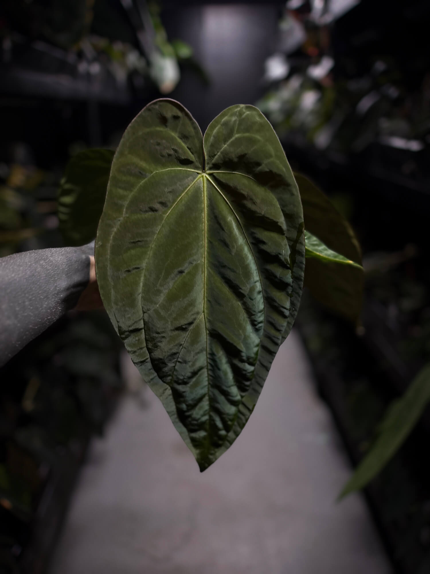 Anthurium #Beelzebub '3' • XL select holdback