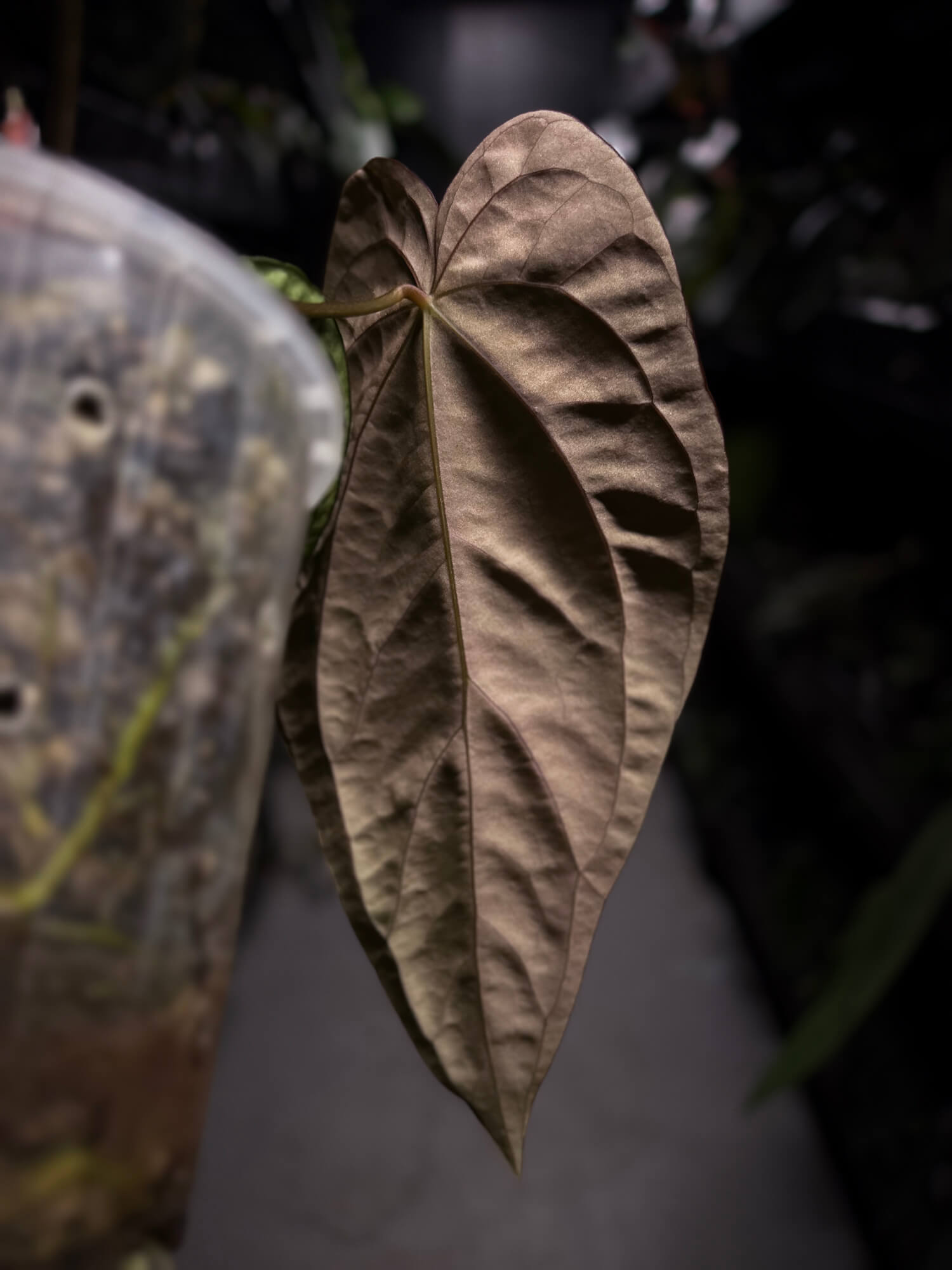 Anthurium #Beelzebub '3' • XL select holdback