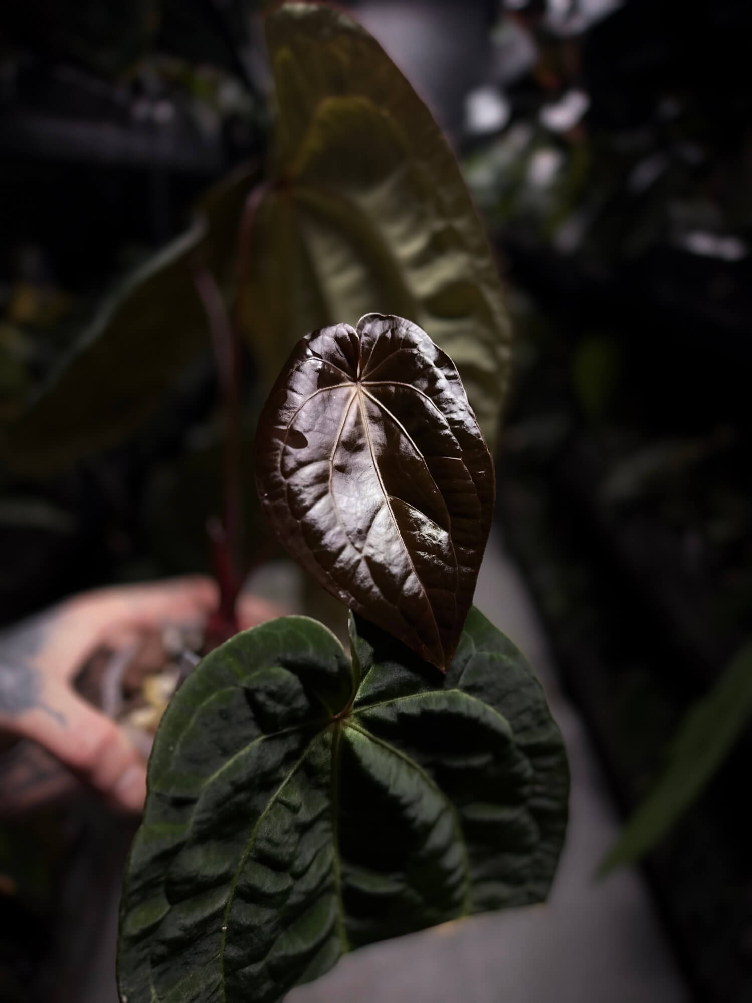 Anthurium 'Dark Magnificum' x 'Bloodmoon'