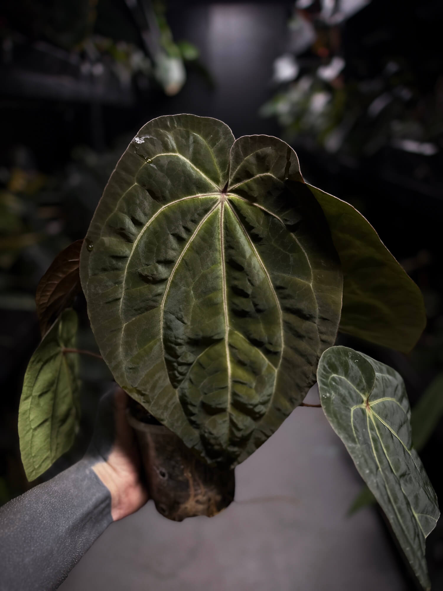 Anthurium 'Dark Magnificum' x 'Bloodmoon'