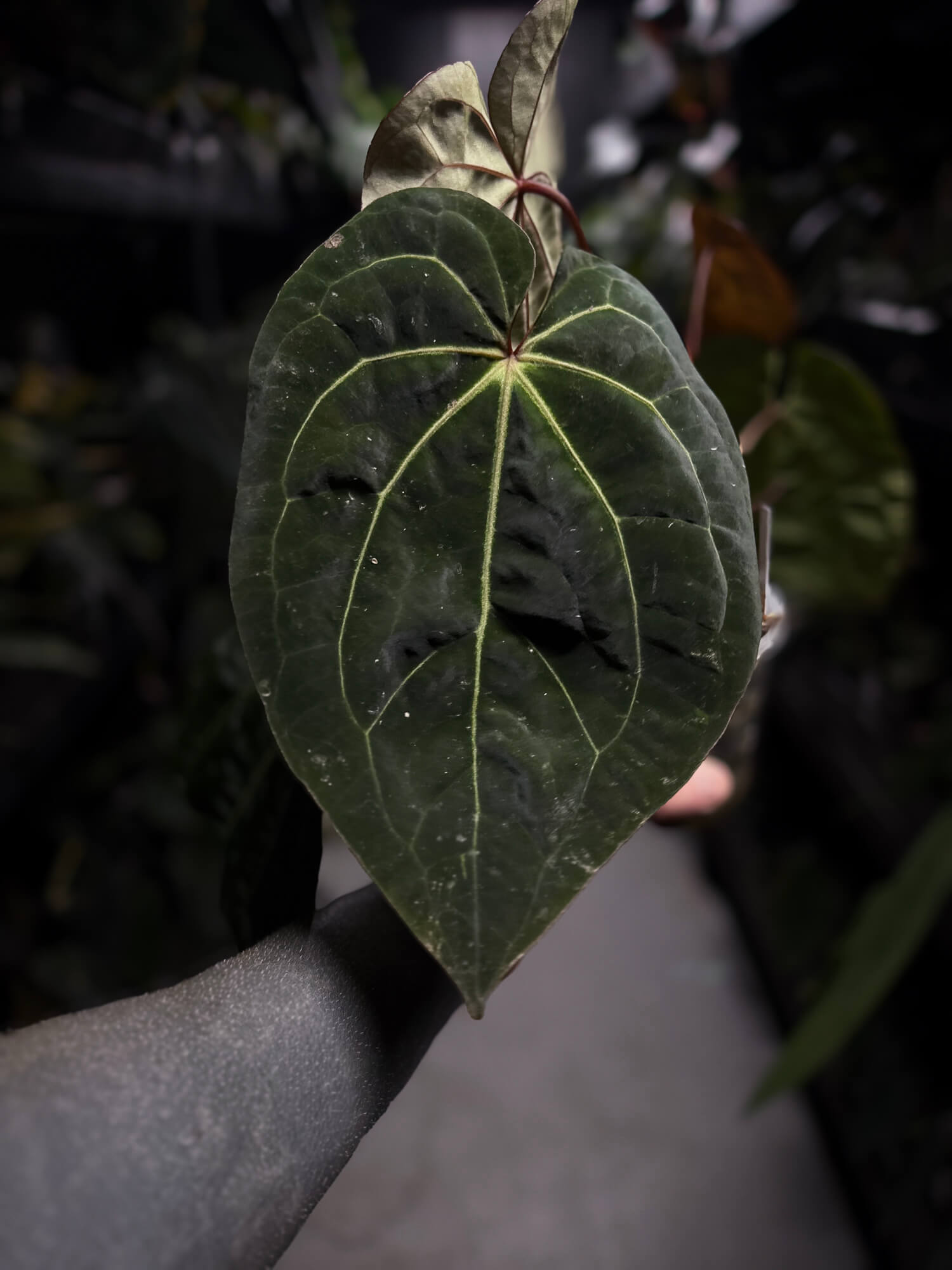 Anthurium 'Dark Magnificum' x 'Bloodmoon'