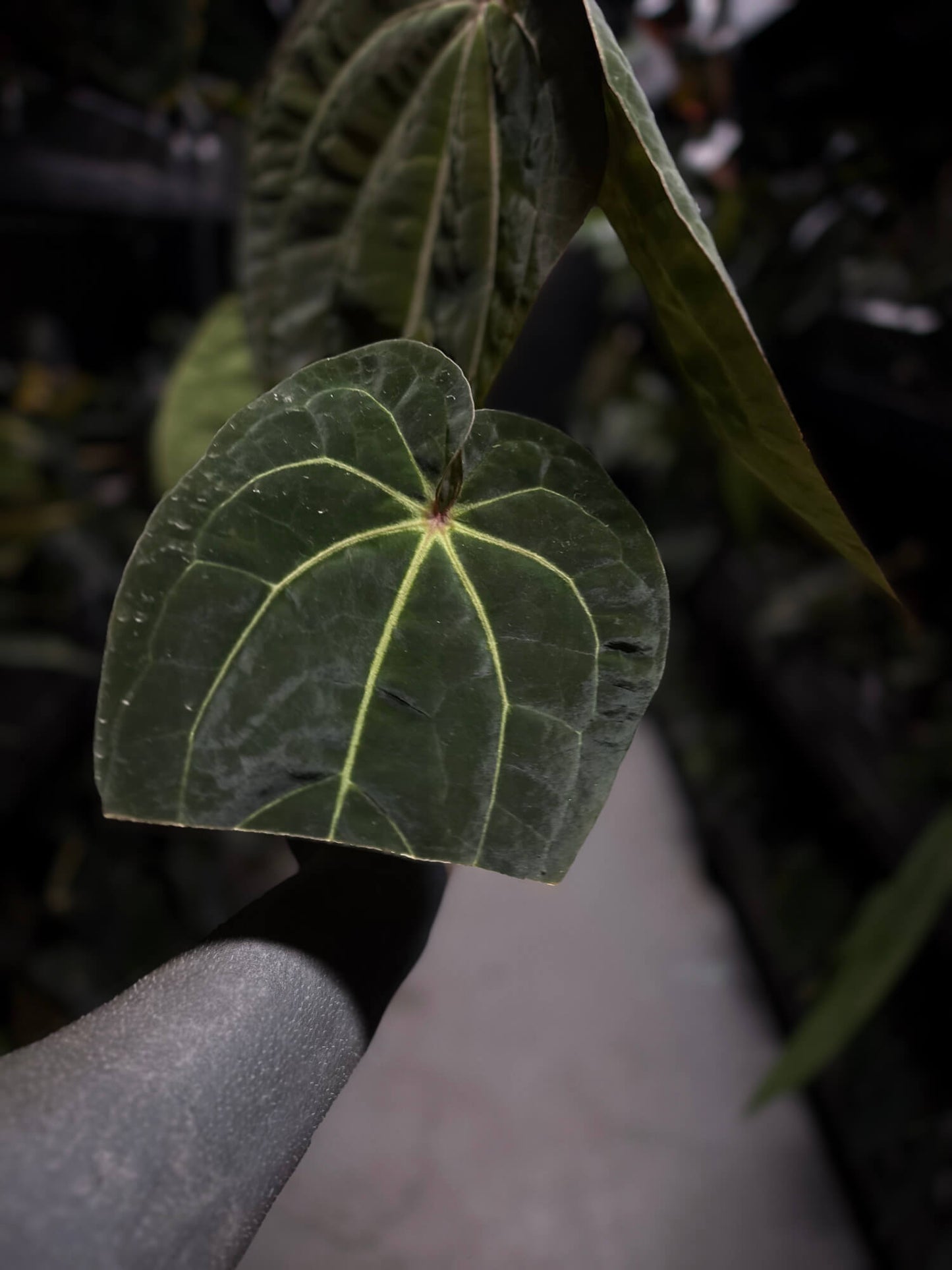 Anthurium 'Dark Magnificum' x 'Bloodmoon'
