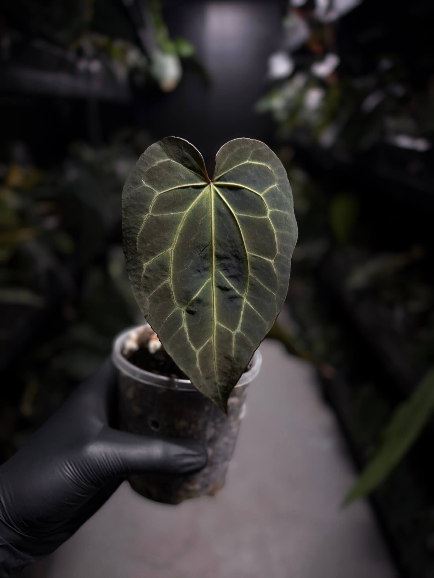 Anthurium Frilly Purple Mag x • select