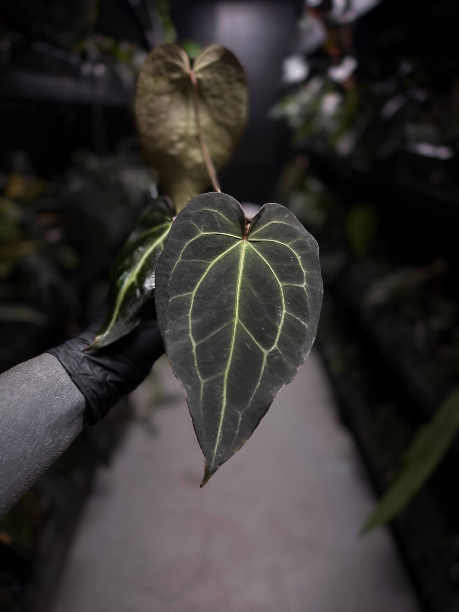 Anthurium Frilly Purple Mag x • select