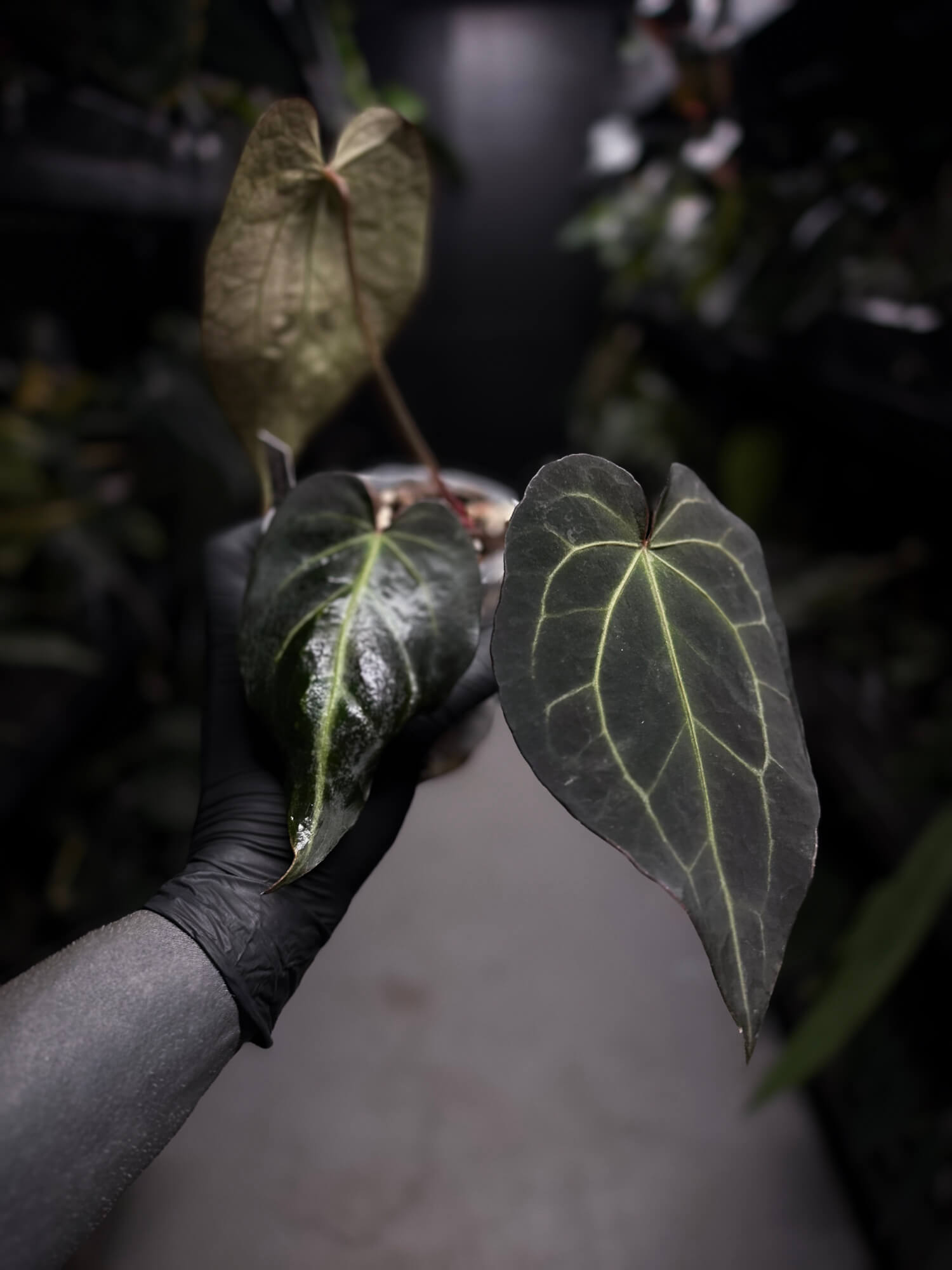 Anthurium Frilly Purple Mag x • select
