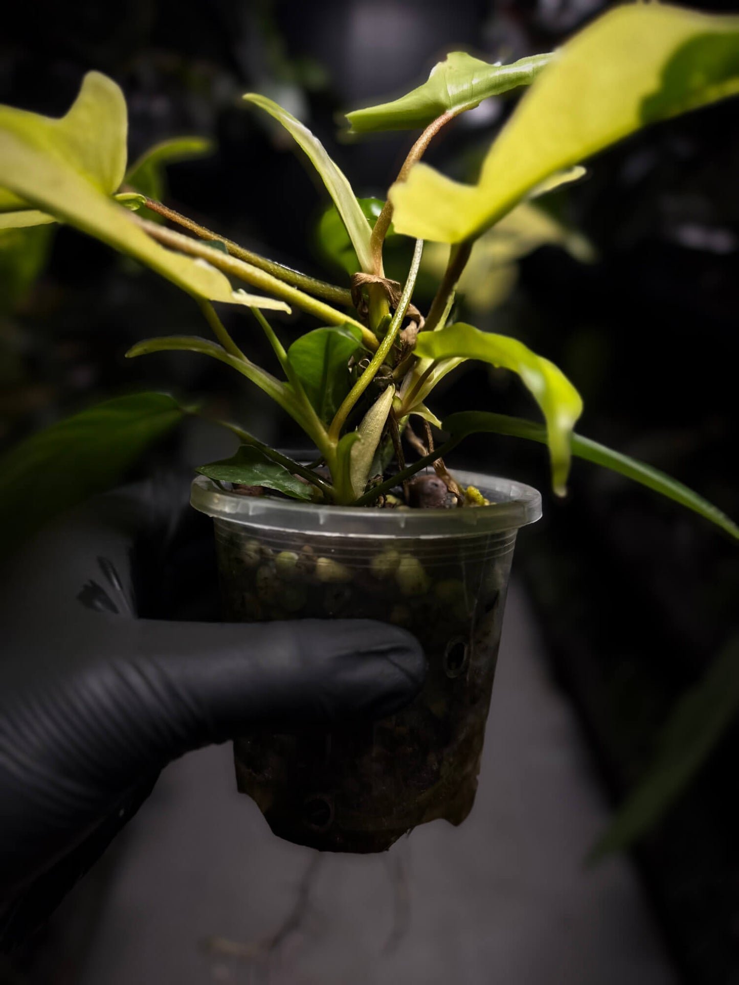 Philodendron Florida ??? variegated • clumping mutation