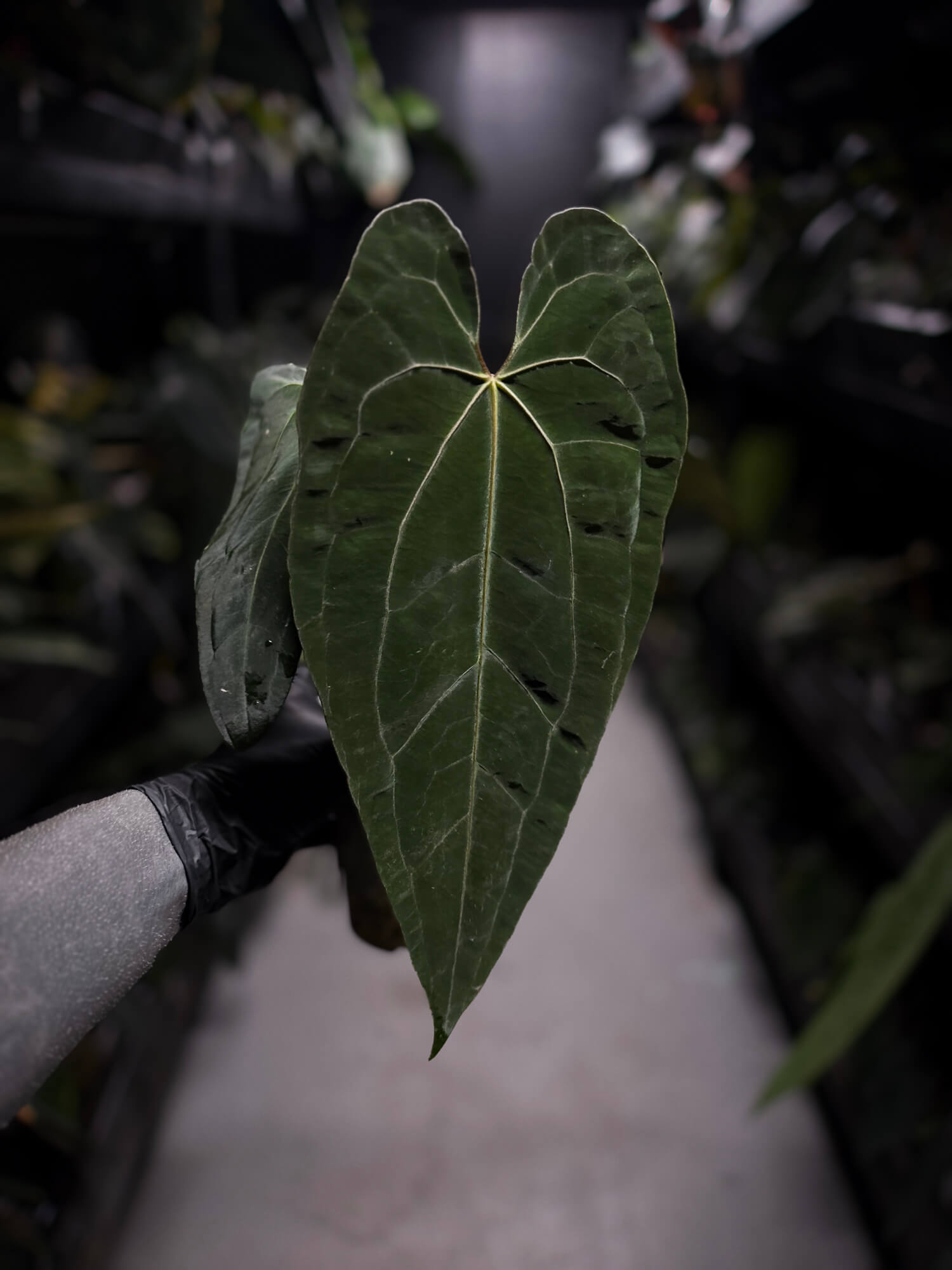 Anthurium papillilaminum 'Fort Sherman' x 'Ace of Spades'
