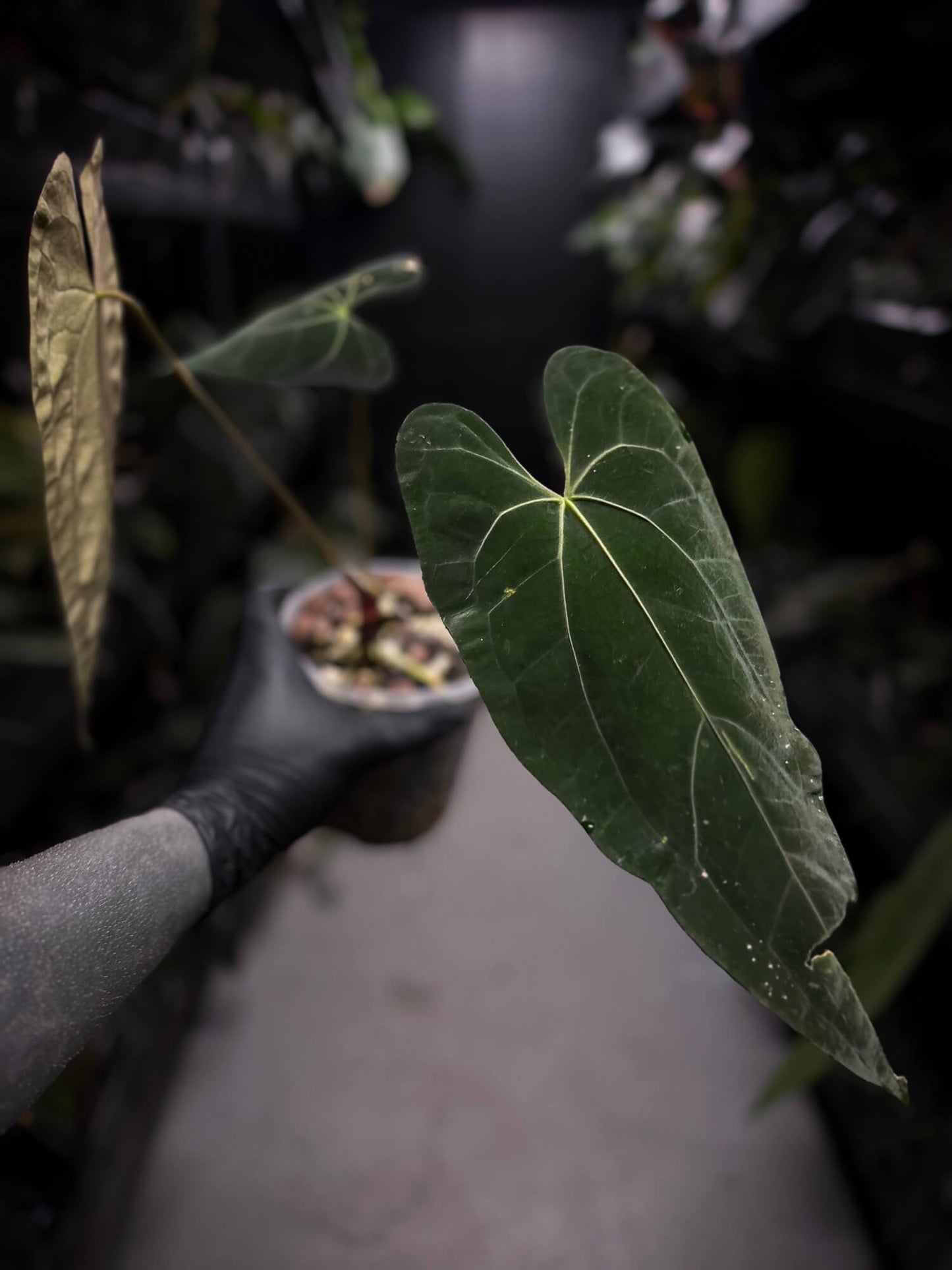 Anthurium papillilaminum 'Fort Sherman' x 'Ace of Spades'