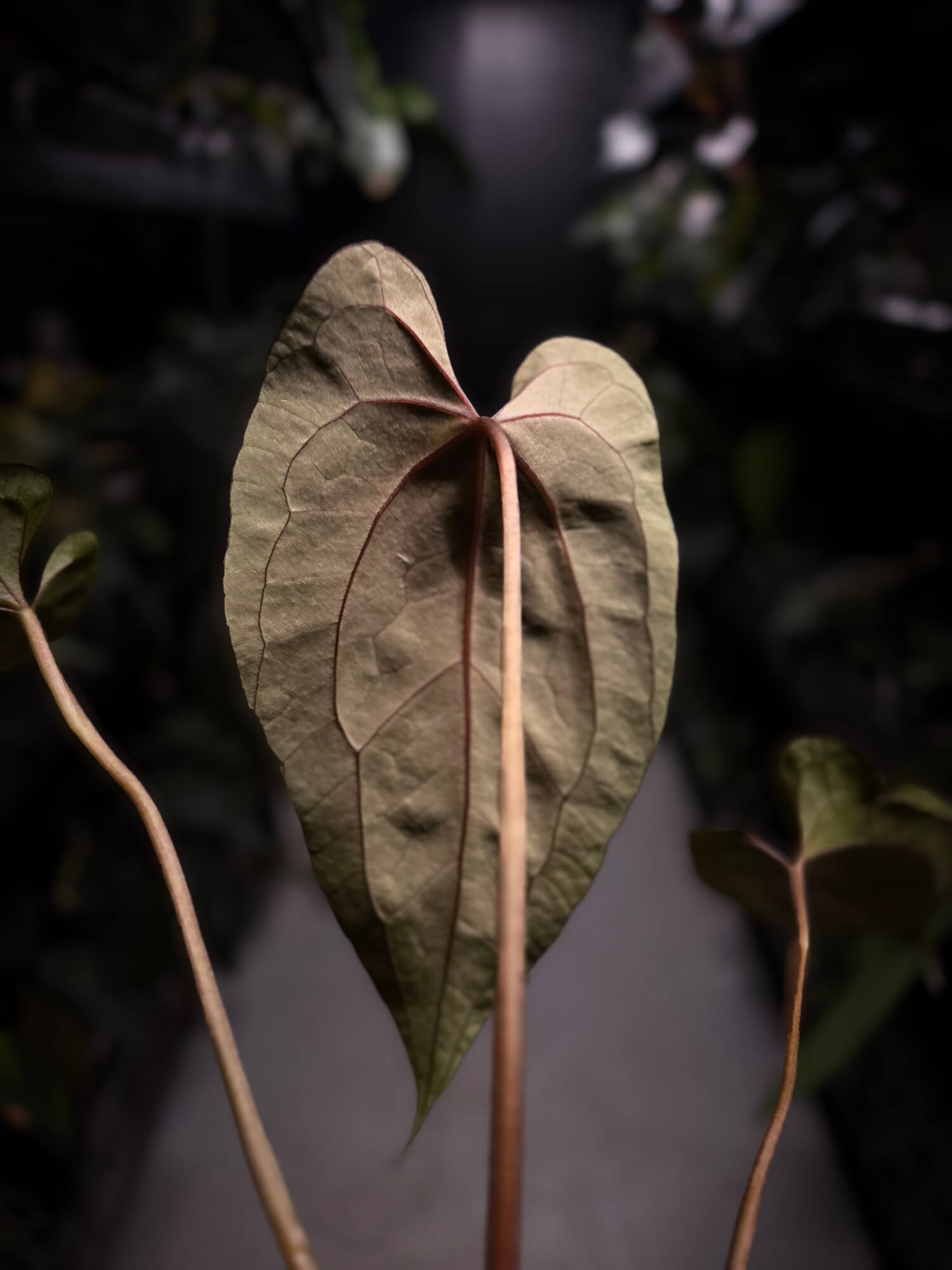 Anthurium #UluruDreams • select plant