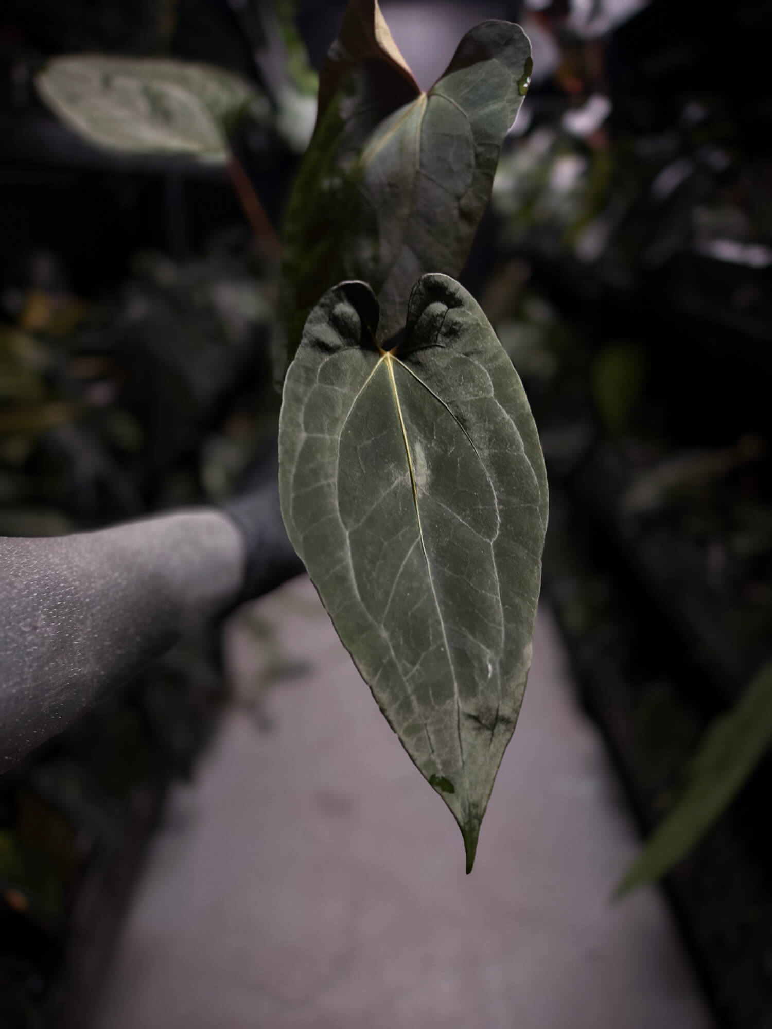 Anthurium #UluruDreams • select plant